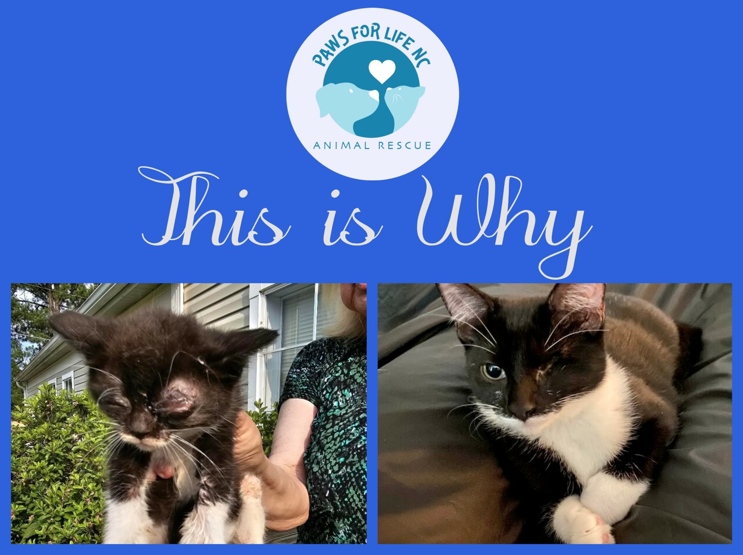 Logo with a dog and heart, text 'This is Why', two cats in separate photos, one outdoors, one indoors.