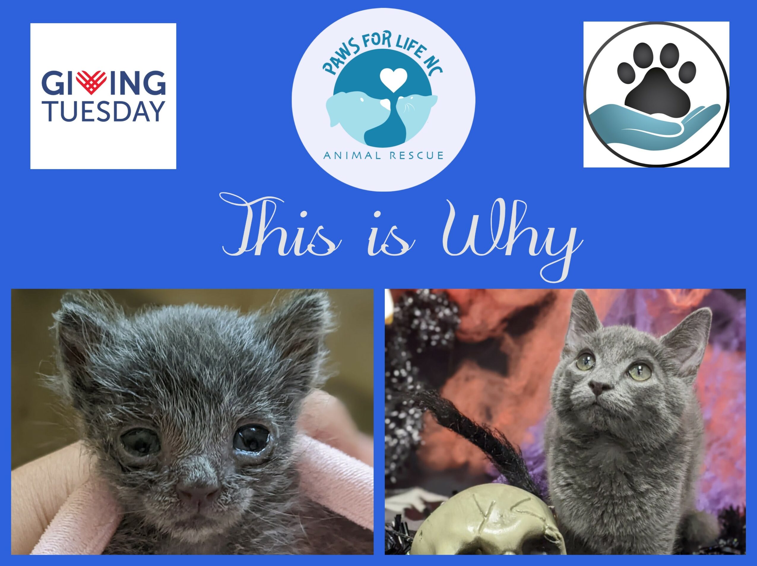 Two kittens, one wet and one dry, with text about animal rescue and awareness, and logos for GIVING TUESDAY and animal rescue.