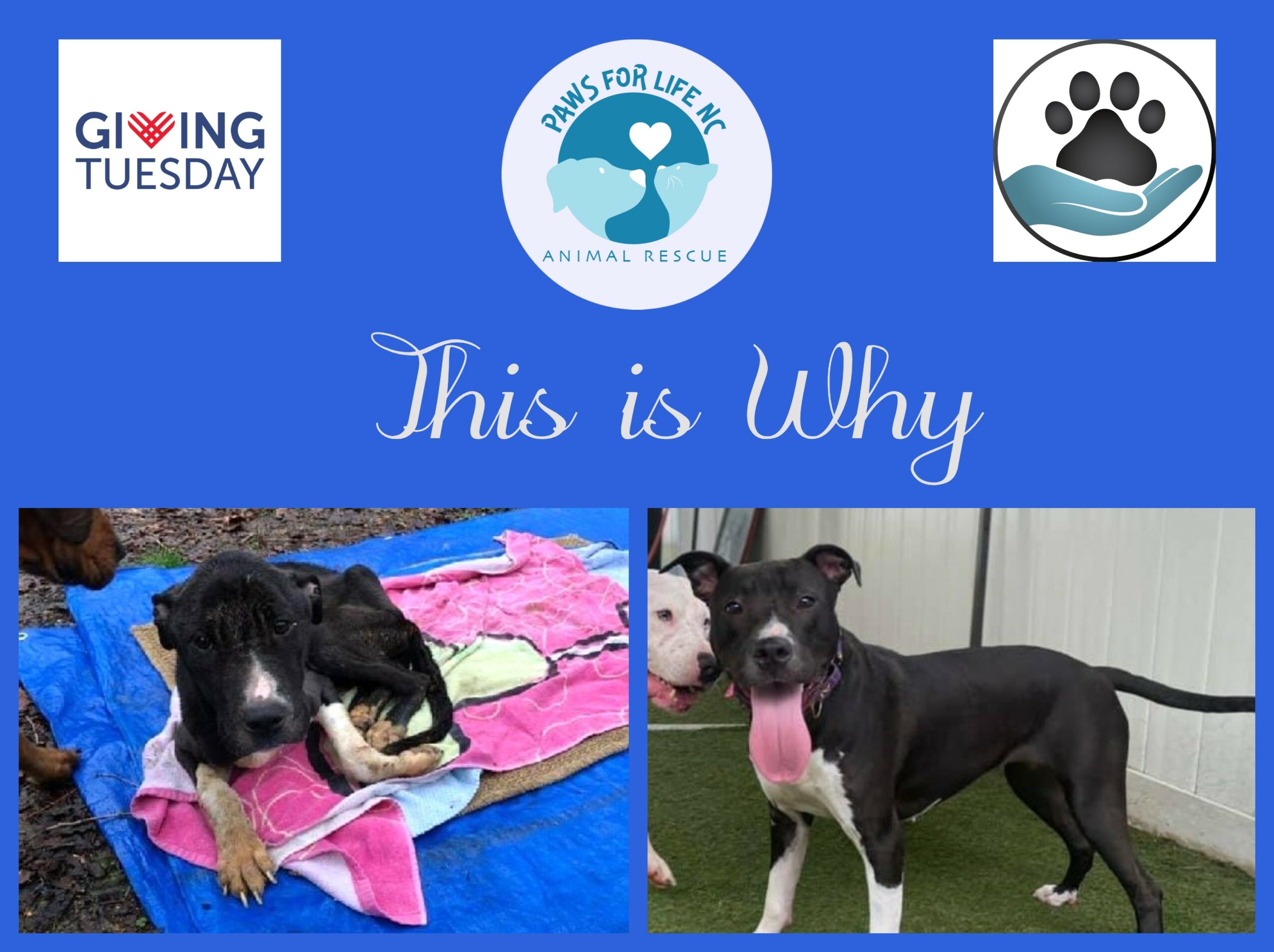 Two dogs, one lying on a pink towel and the other standing, with logos and text about animal rescue and awareness.