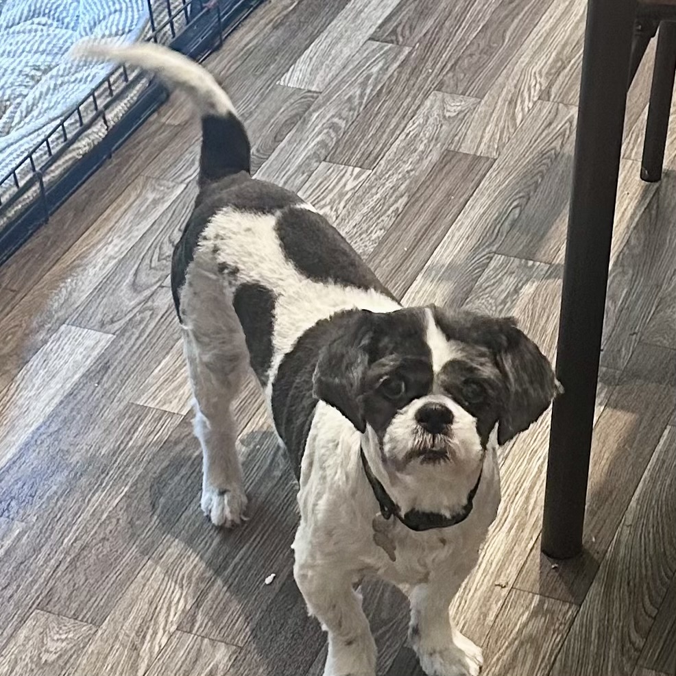 Small black and white dog standing on a wooden floor, looking up at the camera, near a table leg and a pet crate.