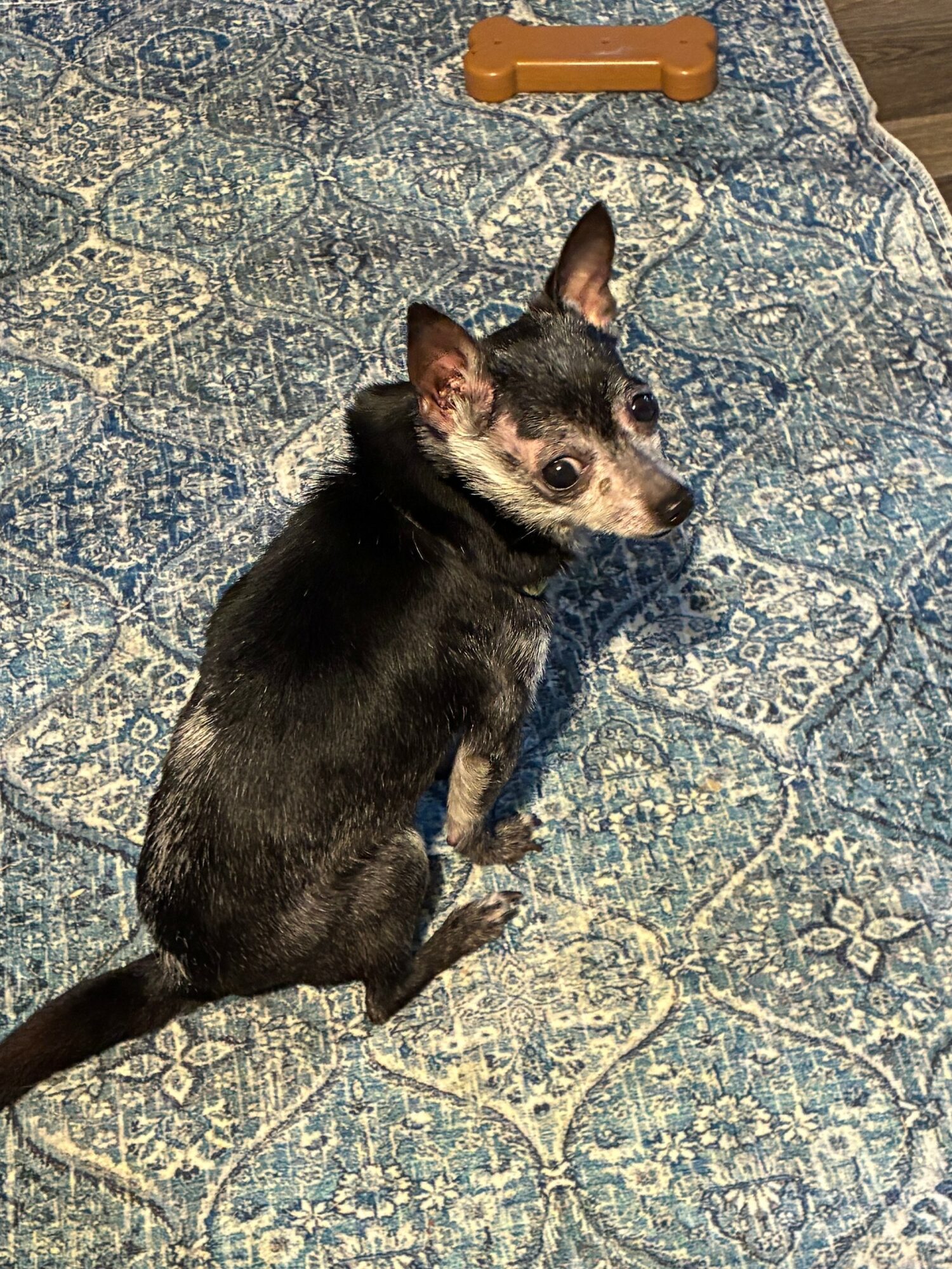 Small black and brown dog sitting on a patterned blue and beige rug, looking up at the camera, with a bone-shaped toy nearby.