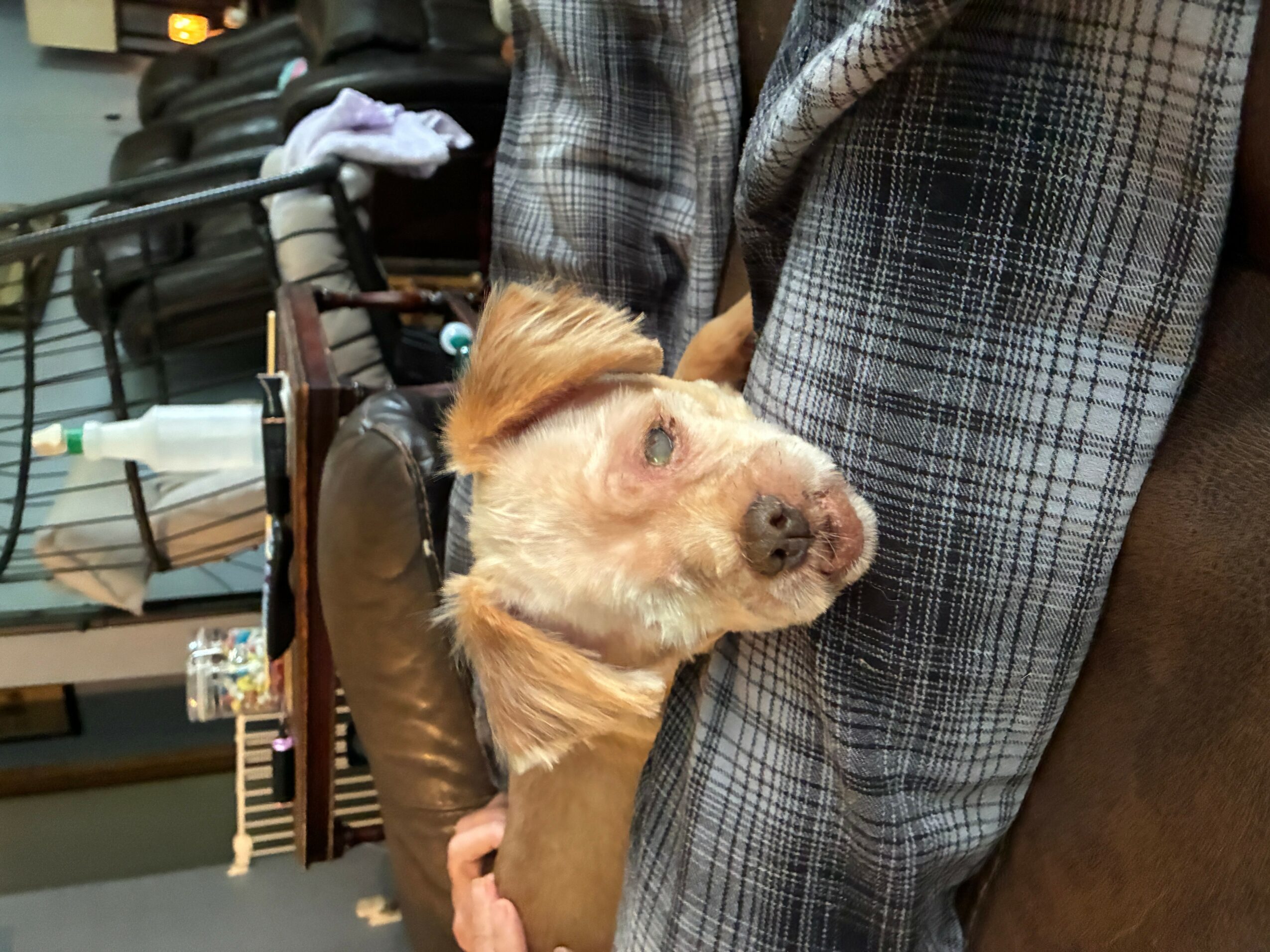 Person holding a small dog with light brown fur, in a busy indoor setting with tables and chairs.