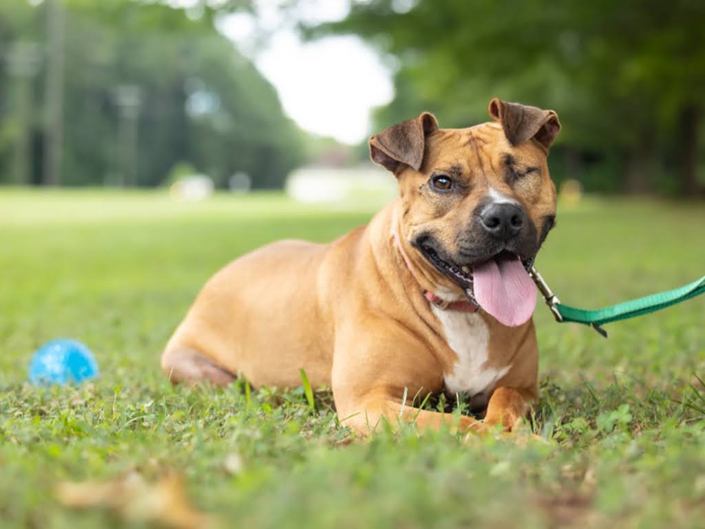 Dog lying on grass with tongue out, outdoors with trees in background, blue ball nearby, sunny day.