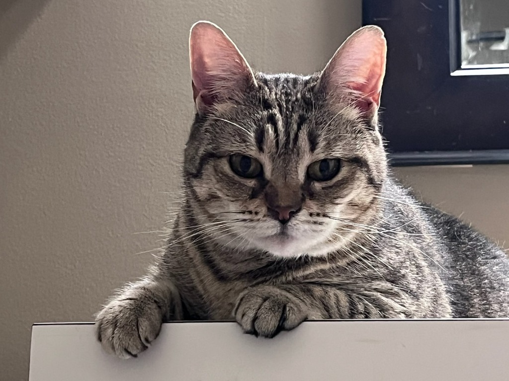 Gray tabby cat with green eyes resting on a white surface indoors.