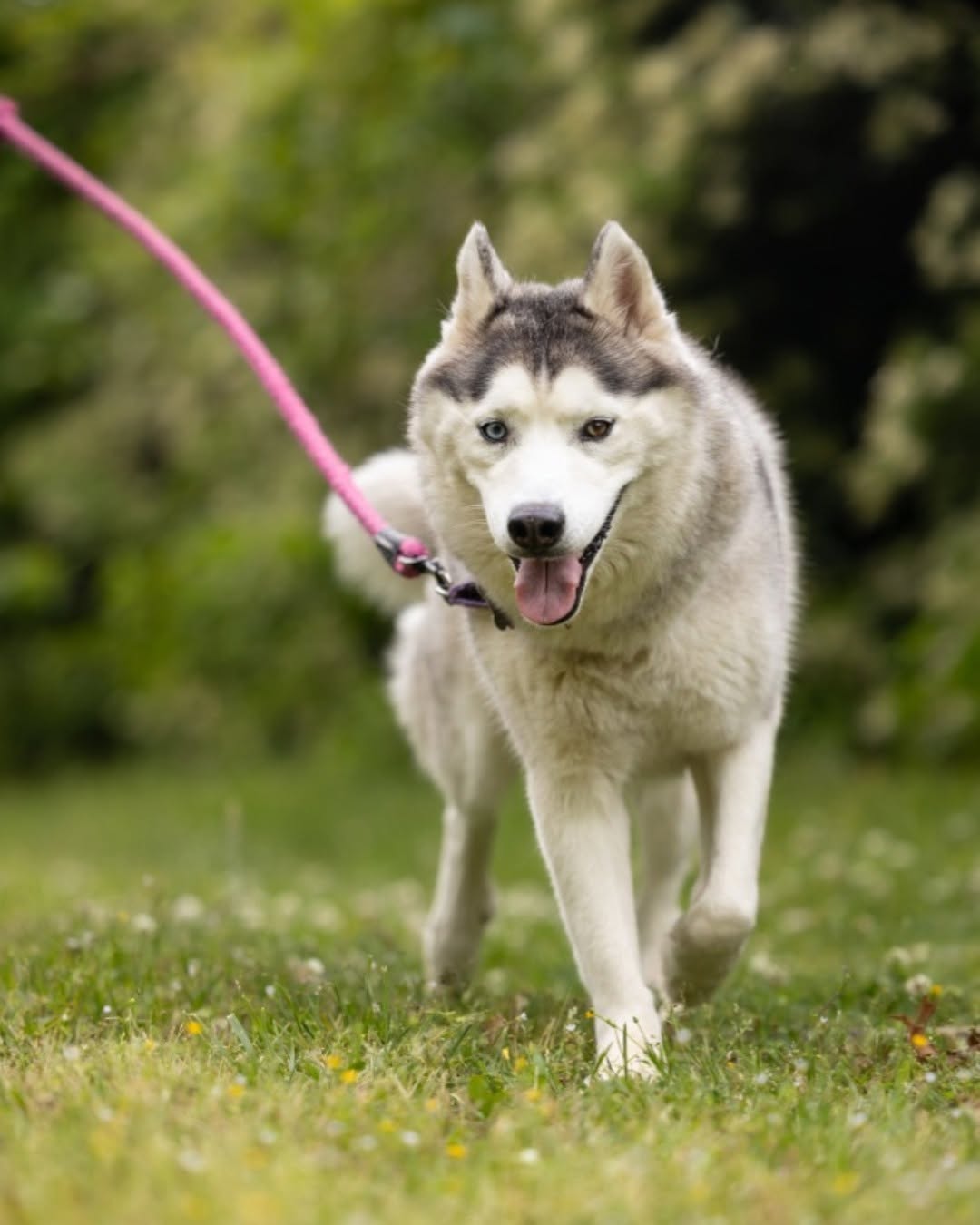 Husky dog walking on grass with a pink leash, tongue out, outdoors with green foliage background.