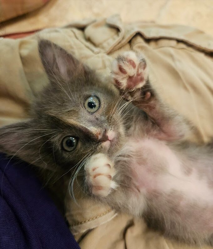 Gray kitten lying on its back, playing with its paw, with a beige fabric background.