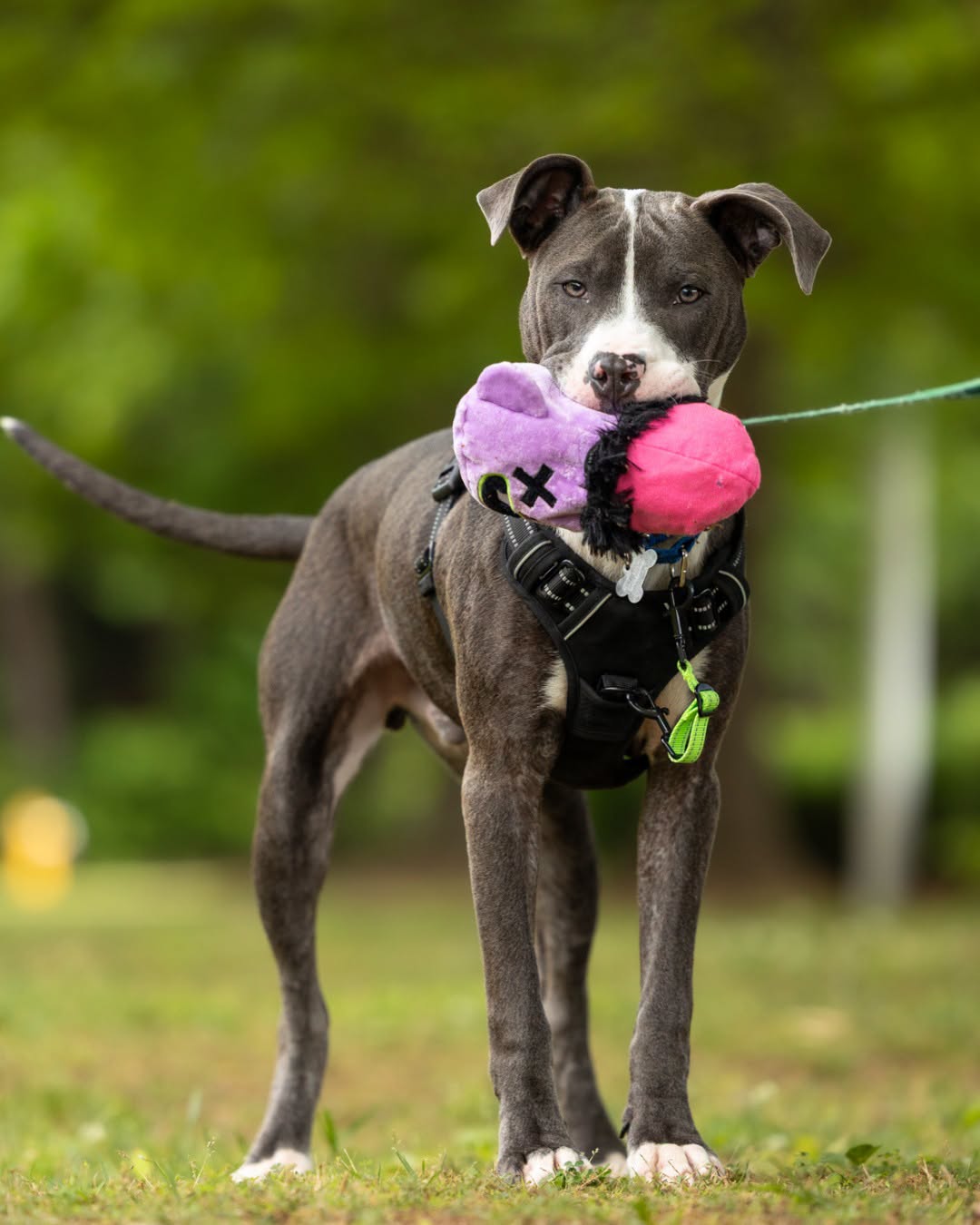 Dog standing outdoors holding a pink and purple plush toy in its mouth, with a harness and leash, green background.