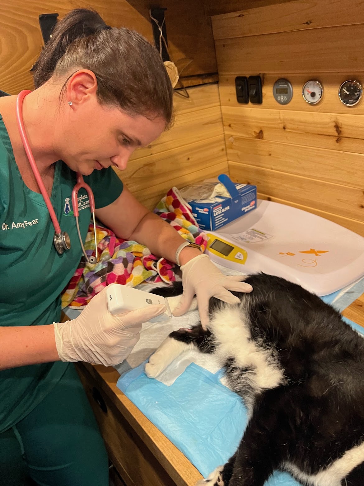 Veterinarian in green scrubs and gloves examines a black and white cat on a blue towel in a wooden room.