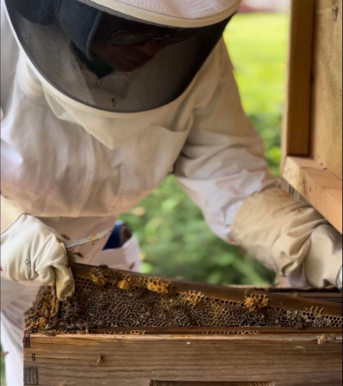 Person in protective suit inspecting a honeycomb frame with bees, outdoors with green background.