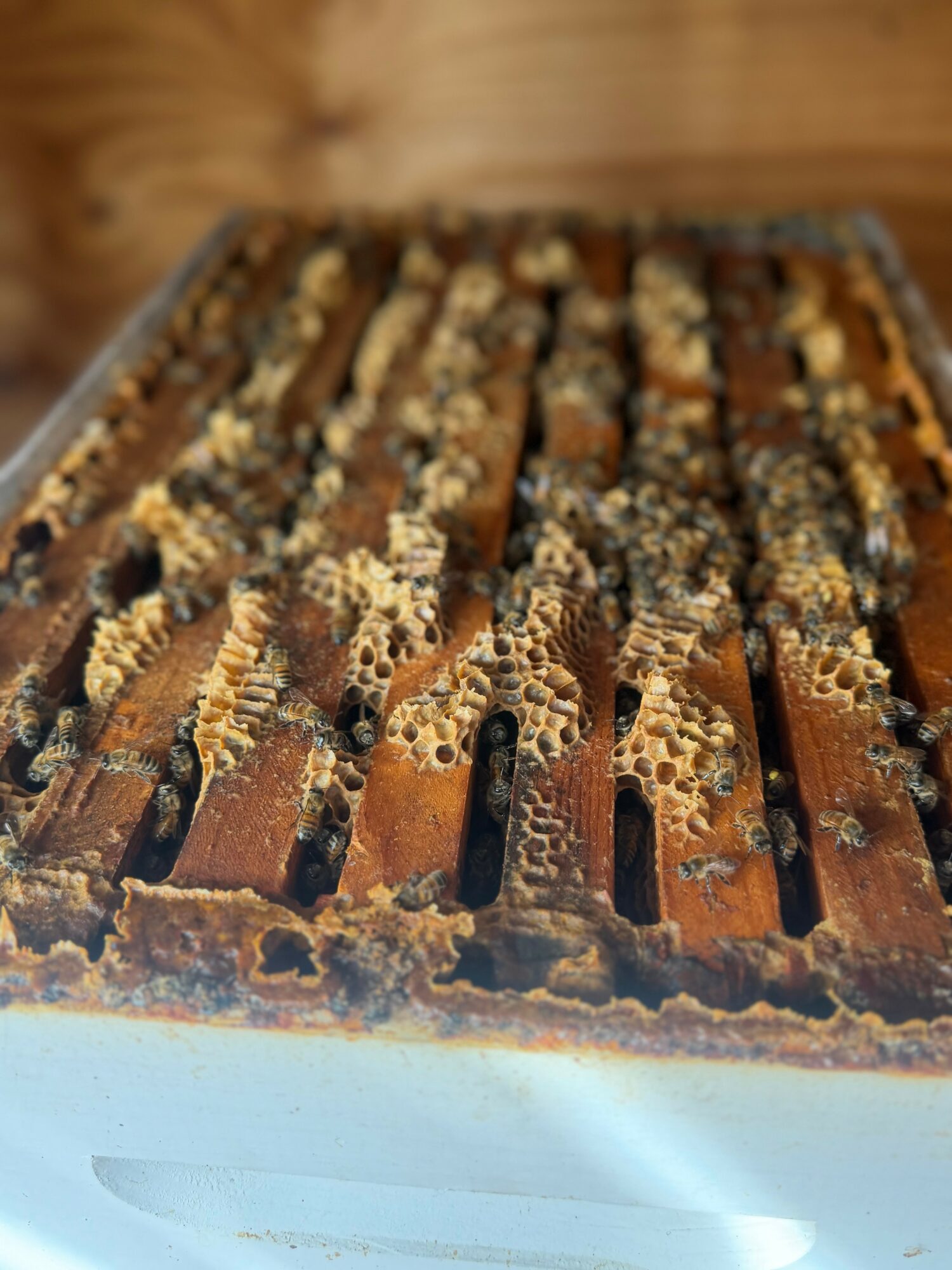 Close-up of a honeycomb structure with beeswax and honeycomb cells, some filled with honey, on a wooden surface.