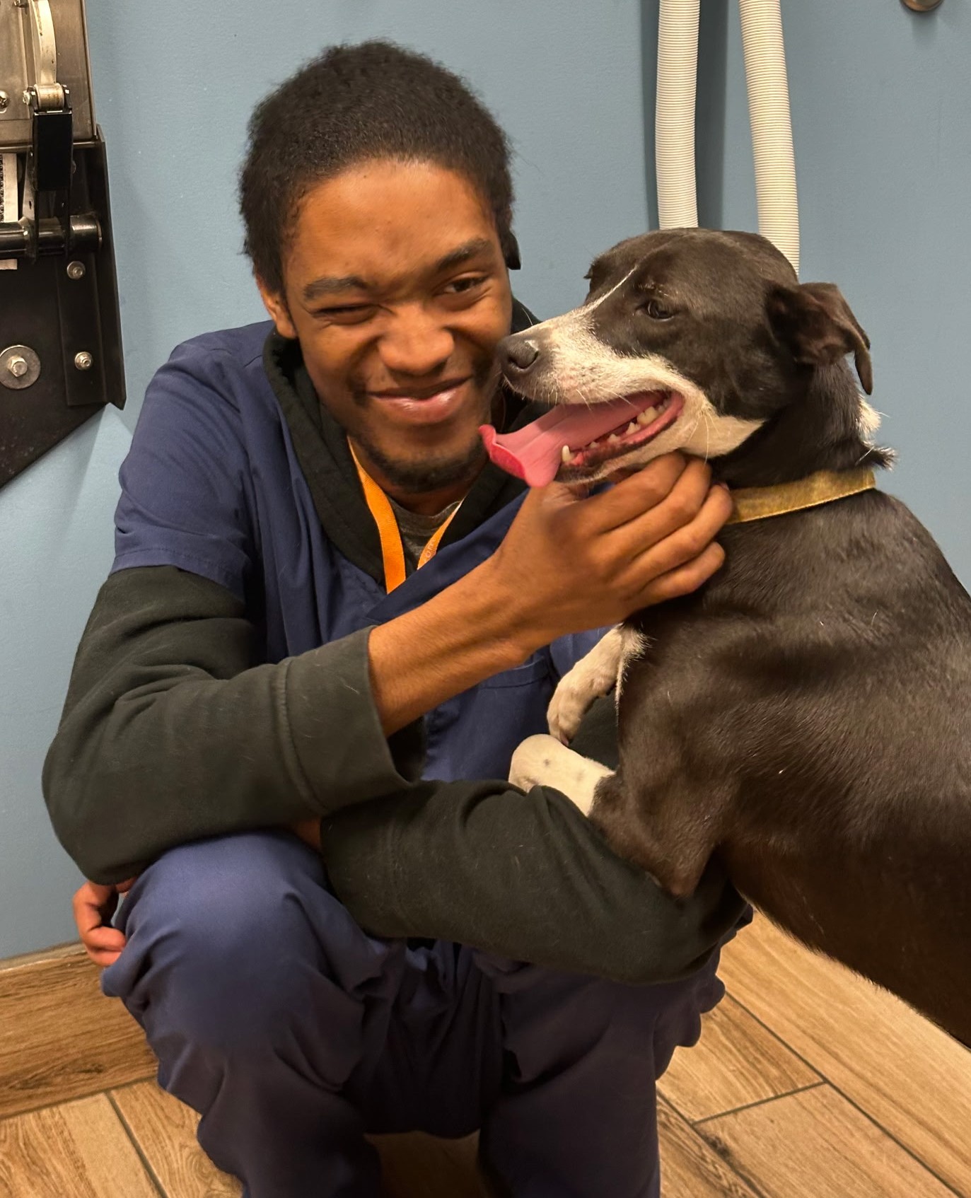 Person smiling and holding a large dog with a gray and white coat, both indoors on a wooden floor.