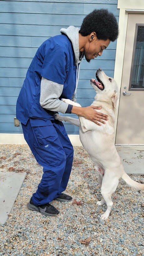 Person in blue and gray clothing interacts with a standing dog outside near a building.