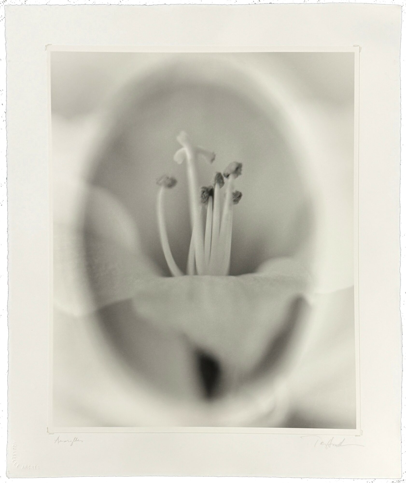 Close-up of flower's reproductive structures with stamens and pistil, in black and white, with soft focus background.