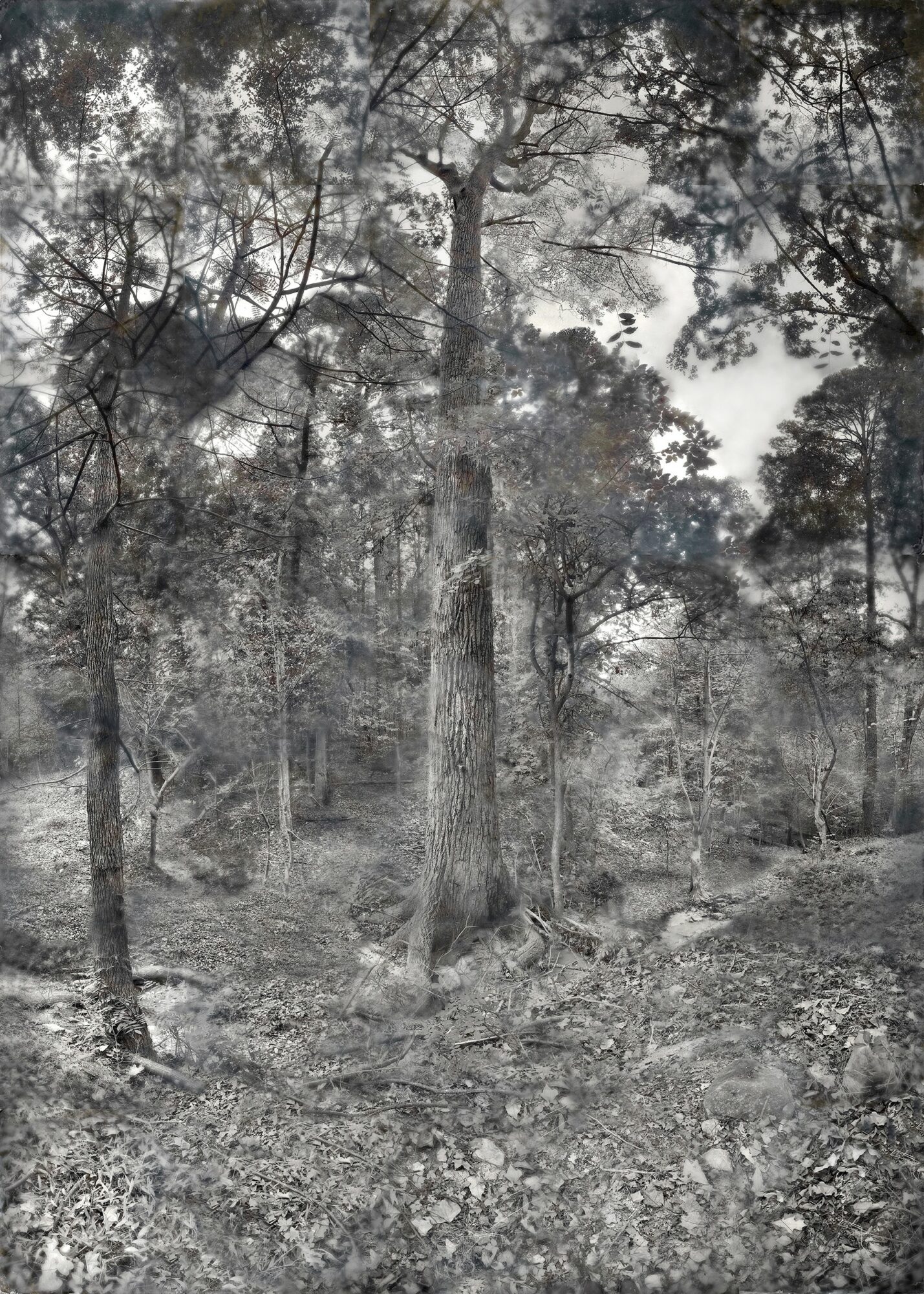 Tall tree in a forest with other trees and rocky ground, in grayscale.