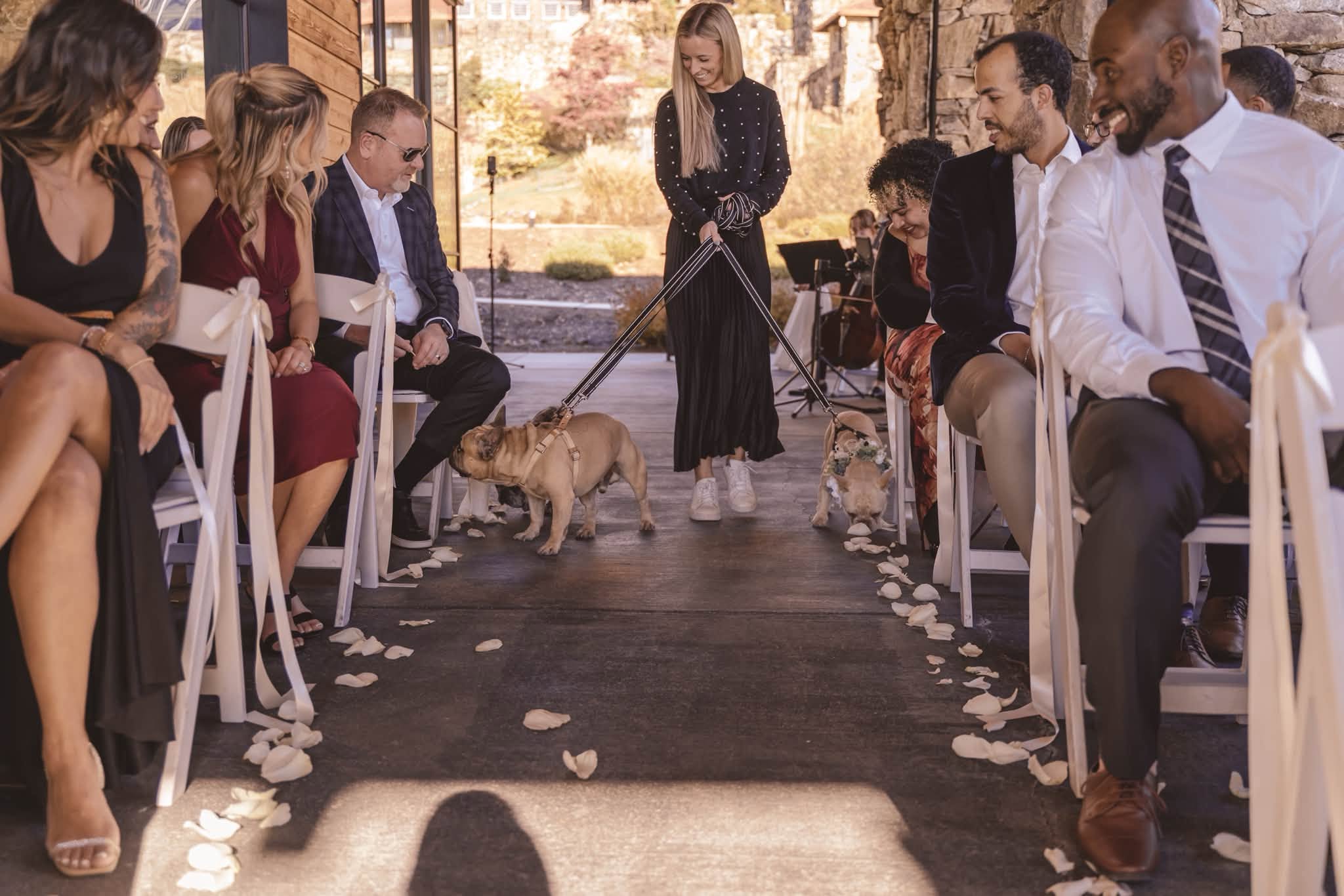People seated in chairs outdoors, with dogs walking on a pet-friendly aisle decorated with flower petals, during a gathering.