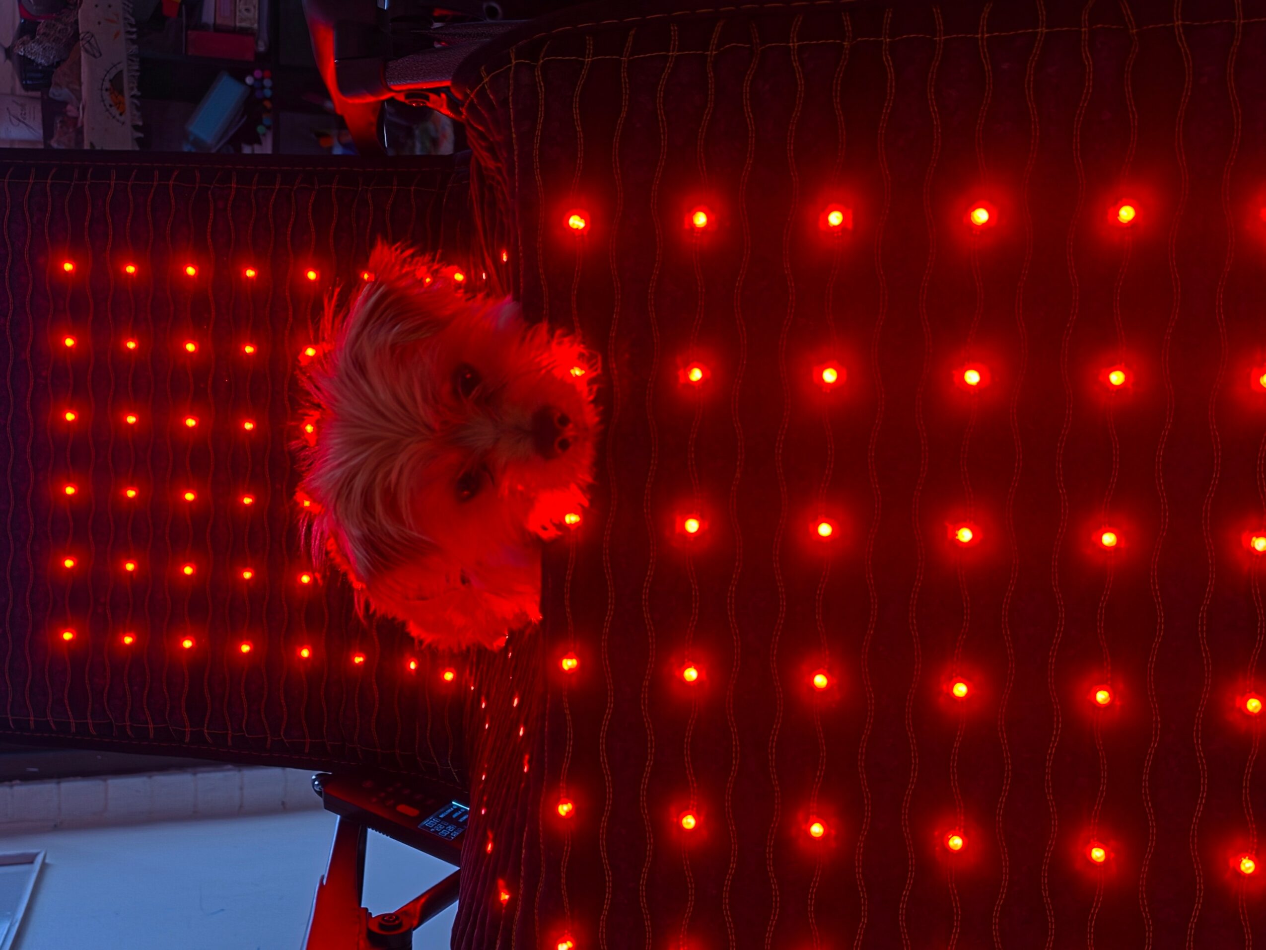 Dog with fluffy fur lying on a red LED-lit surface, illuminated by red lights, in a dark environment.