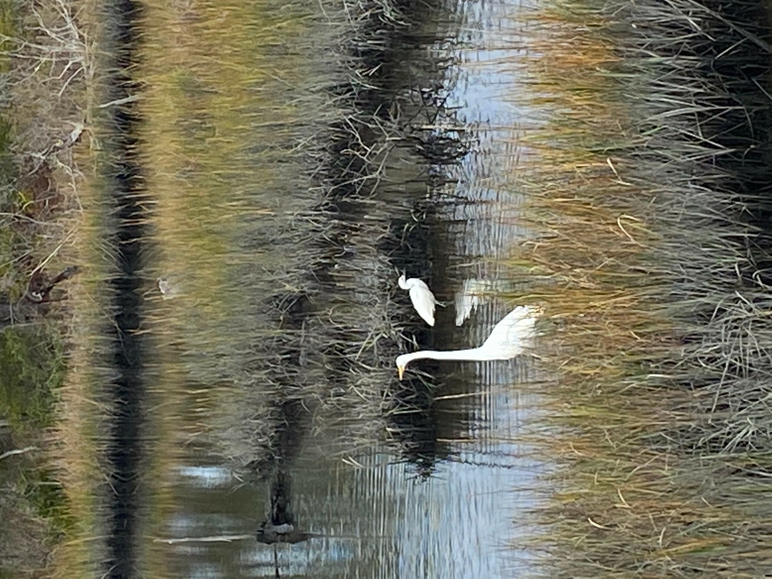 Two white birds flying over a calm body of water with trees reflected in it.