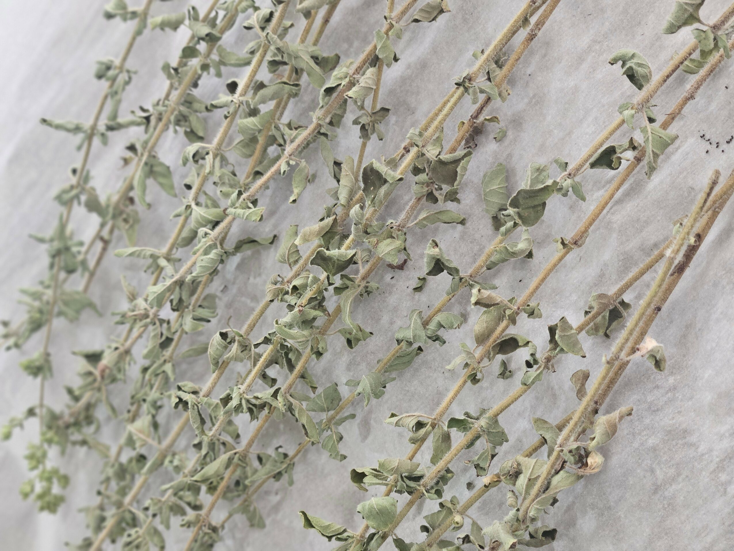Dried, greenish plant with thin, woody stems and small leaves against a textured background.