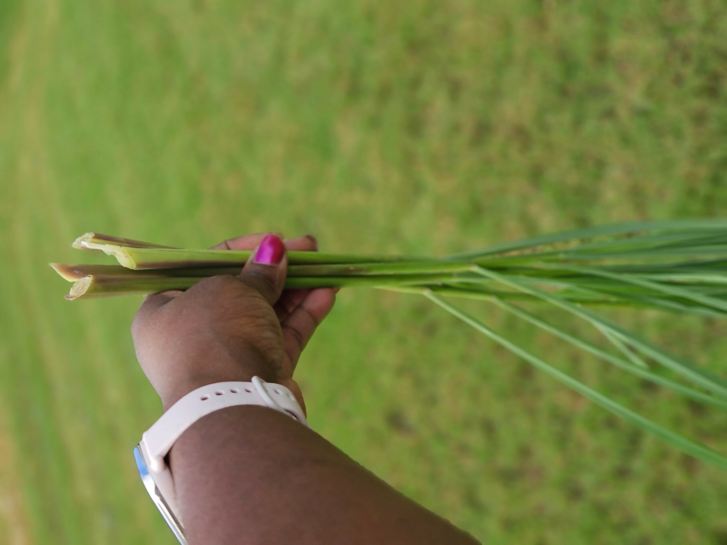 Person holding a bundle of green grass or plant stems outdoors on grass field, wearing a white watch, pink nail polish.