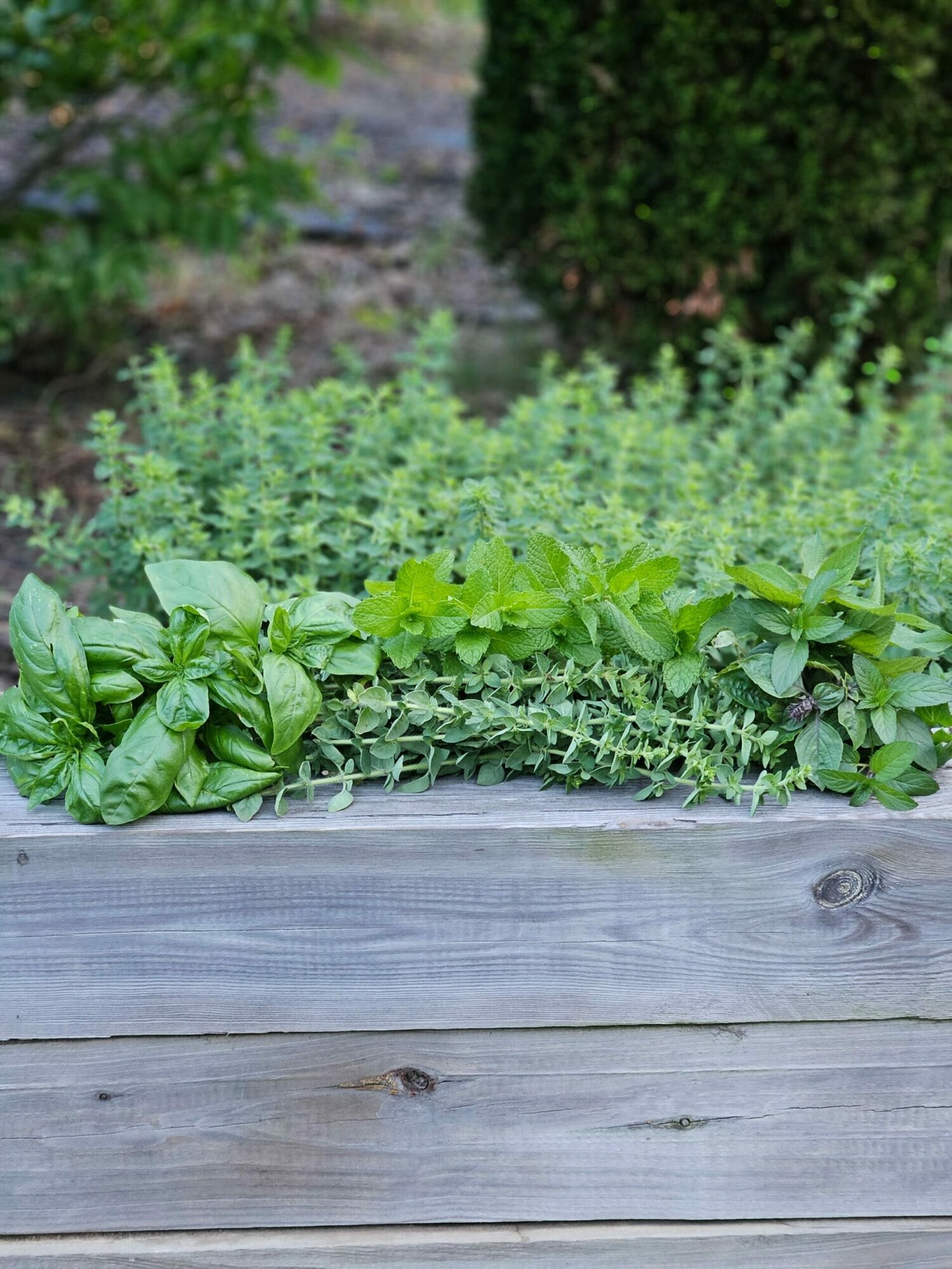 Garden bed with leafy green plants next to a wooden deck, viewed from the side.