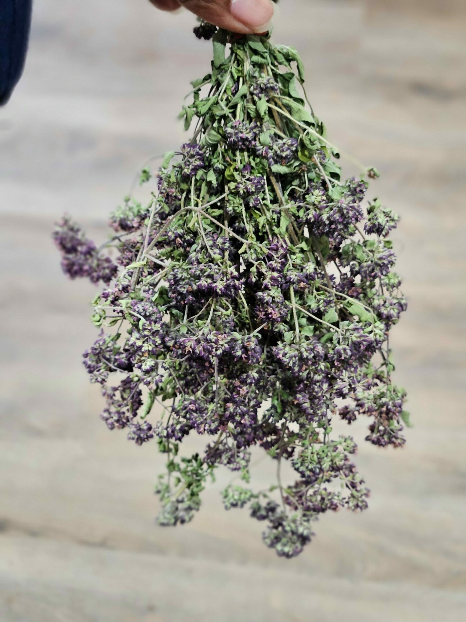 Hand holding a bunch of purple and green herbs or flowers against a neutral background.