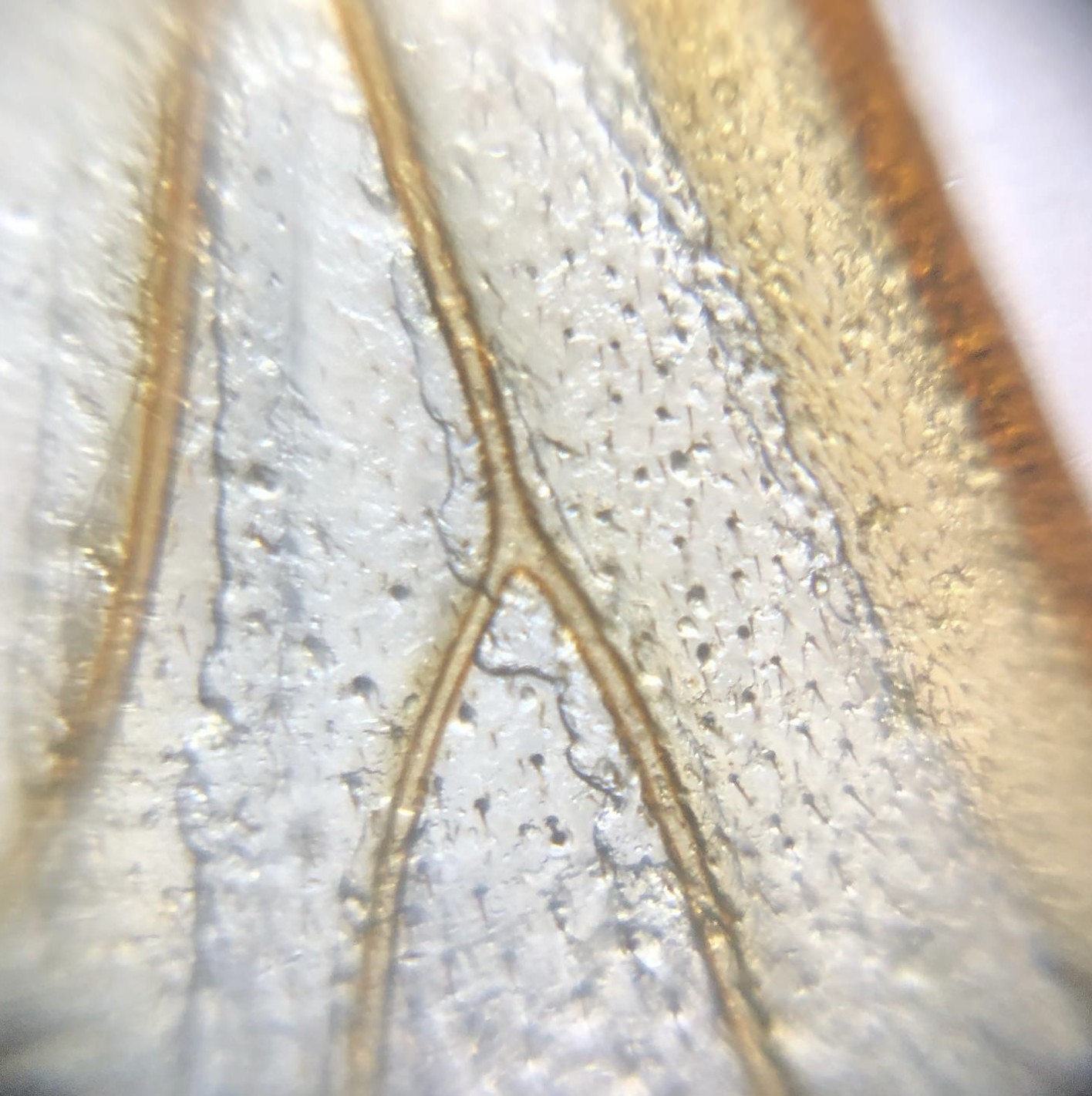 Close-up of a leaf with visible veins and water droplets, viewed from the side.