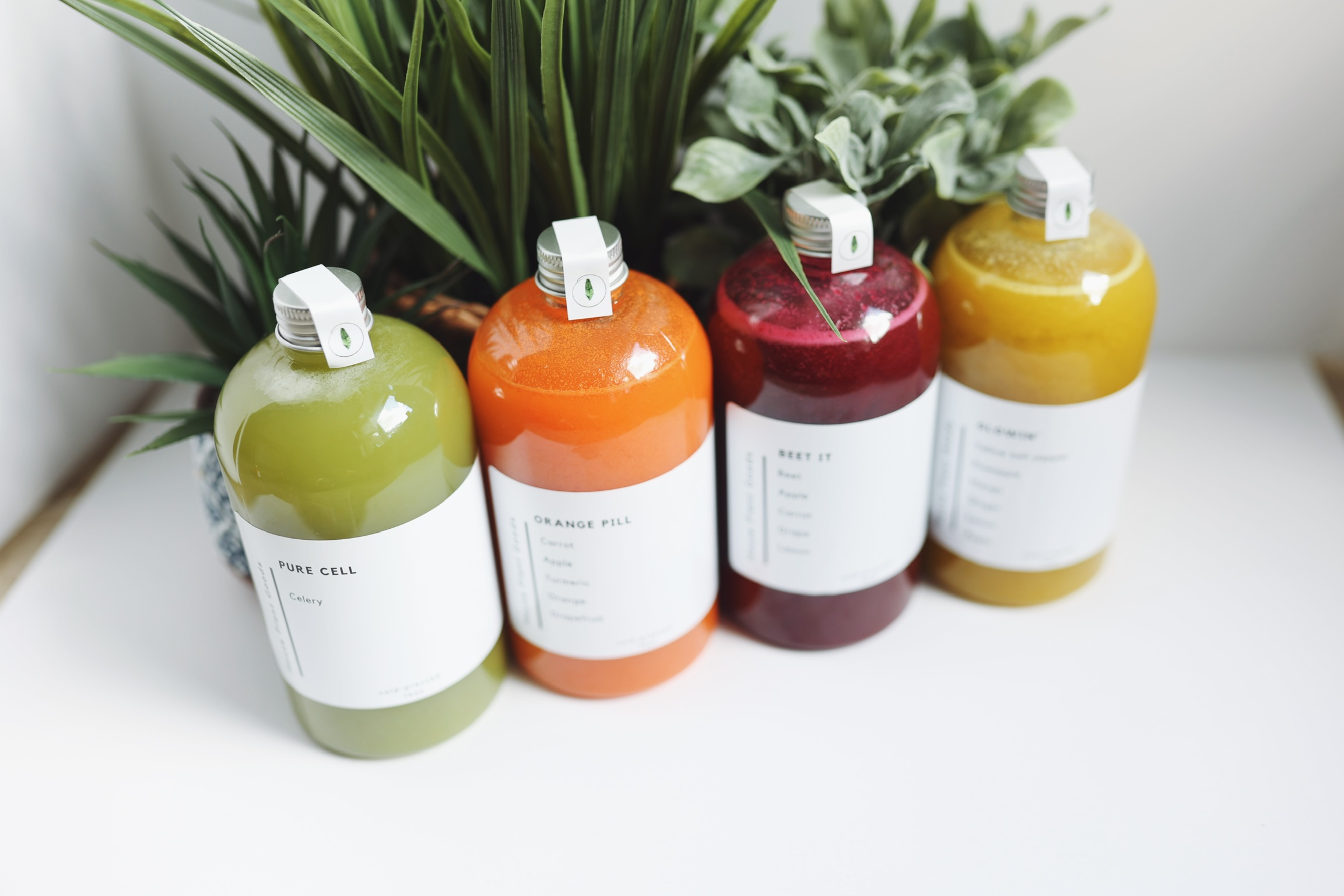Four bottles with colorful liquids are placed in front of green plants on a white surface.
