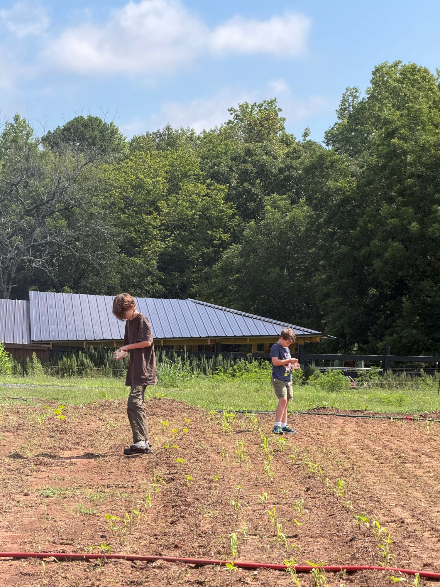 Two children playing outdoors on a sunny day, one standing on a dirt area and the other near a fence, with trees in the background.
