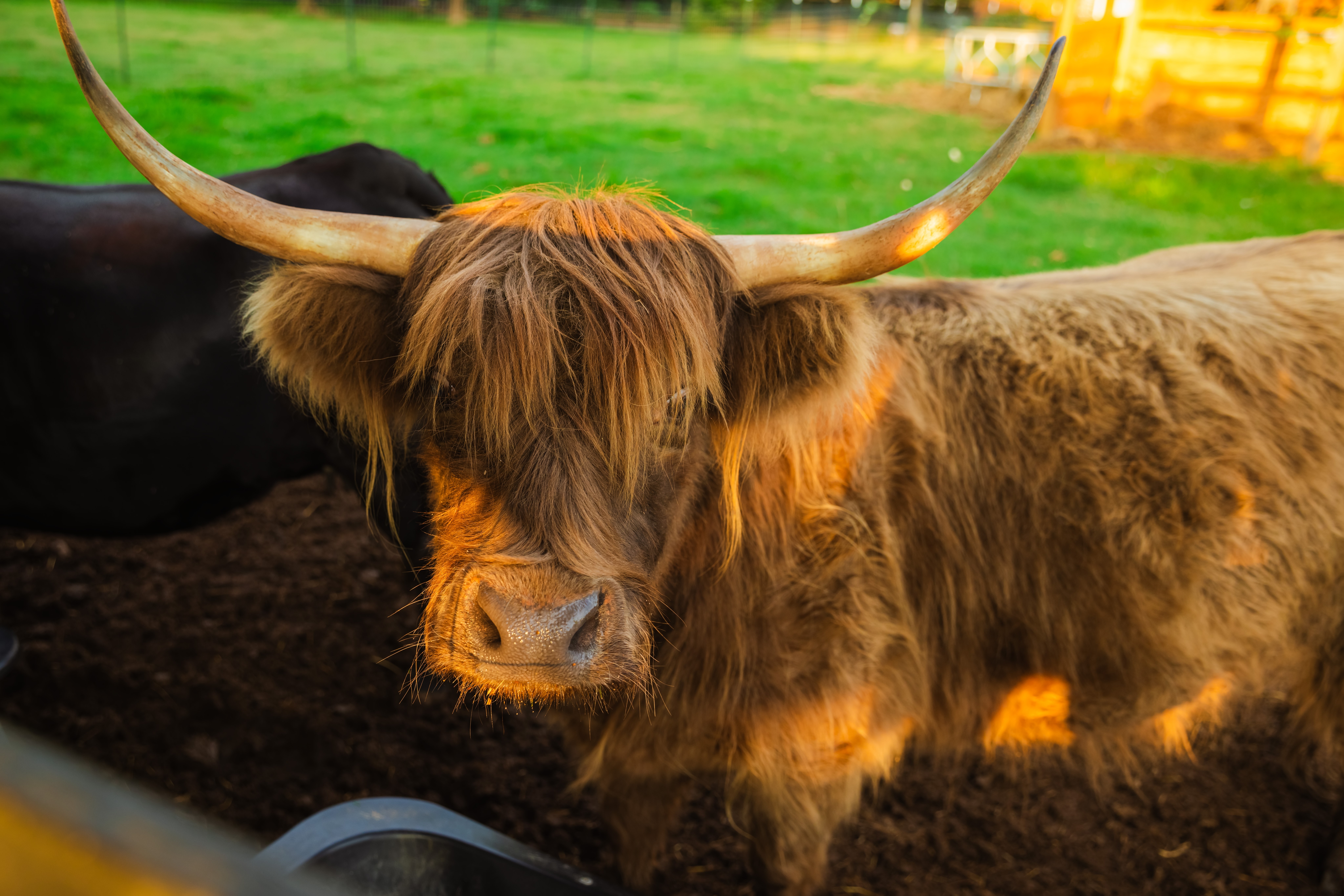 Close-up of a Highland cow with long horns and shaggy brown fur, standing on dark soil in a field.