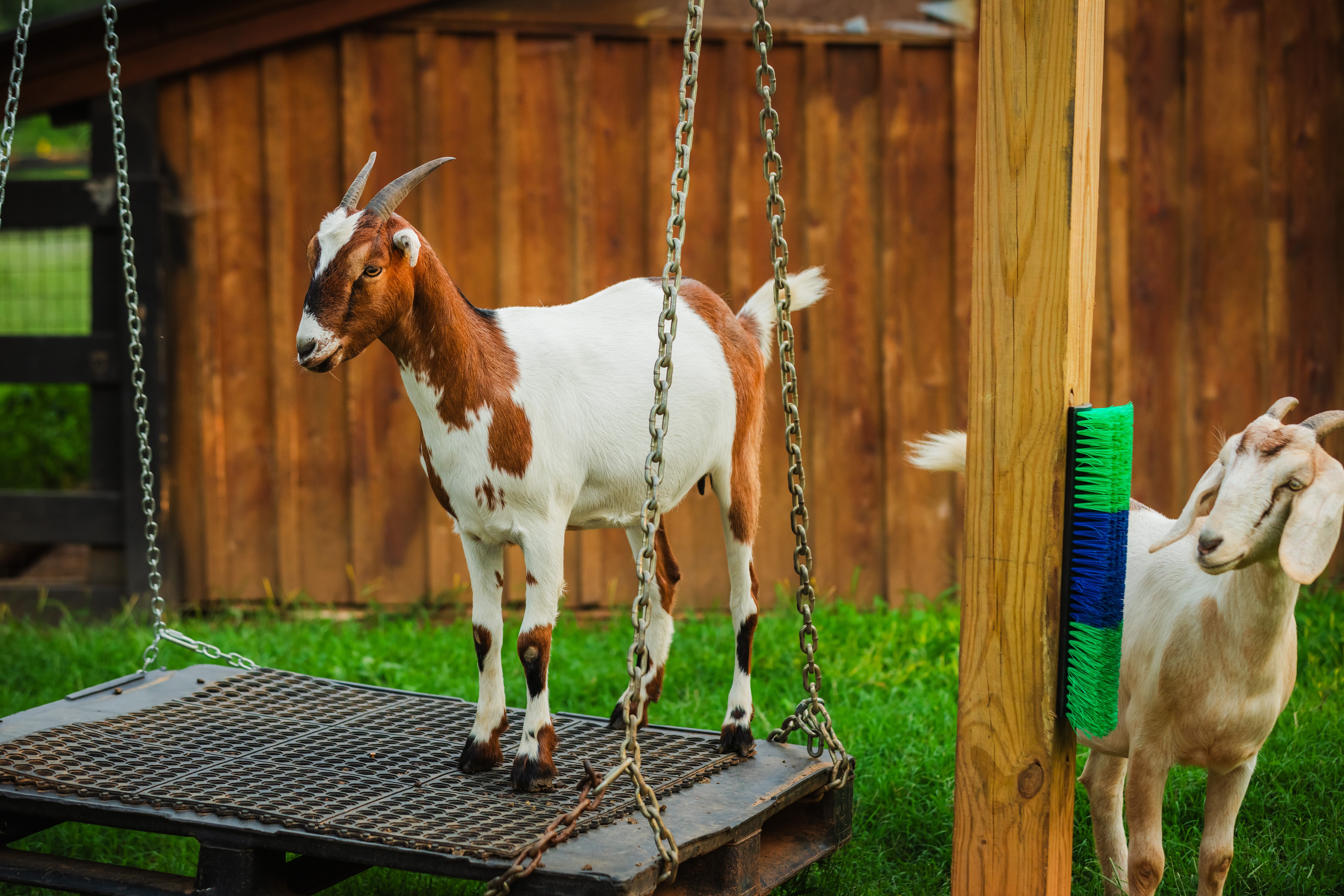 Goat standing on a swing in a backyard with a wooden fence, grass, and a colorful scratching post nearby.