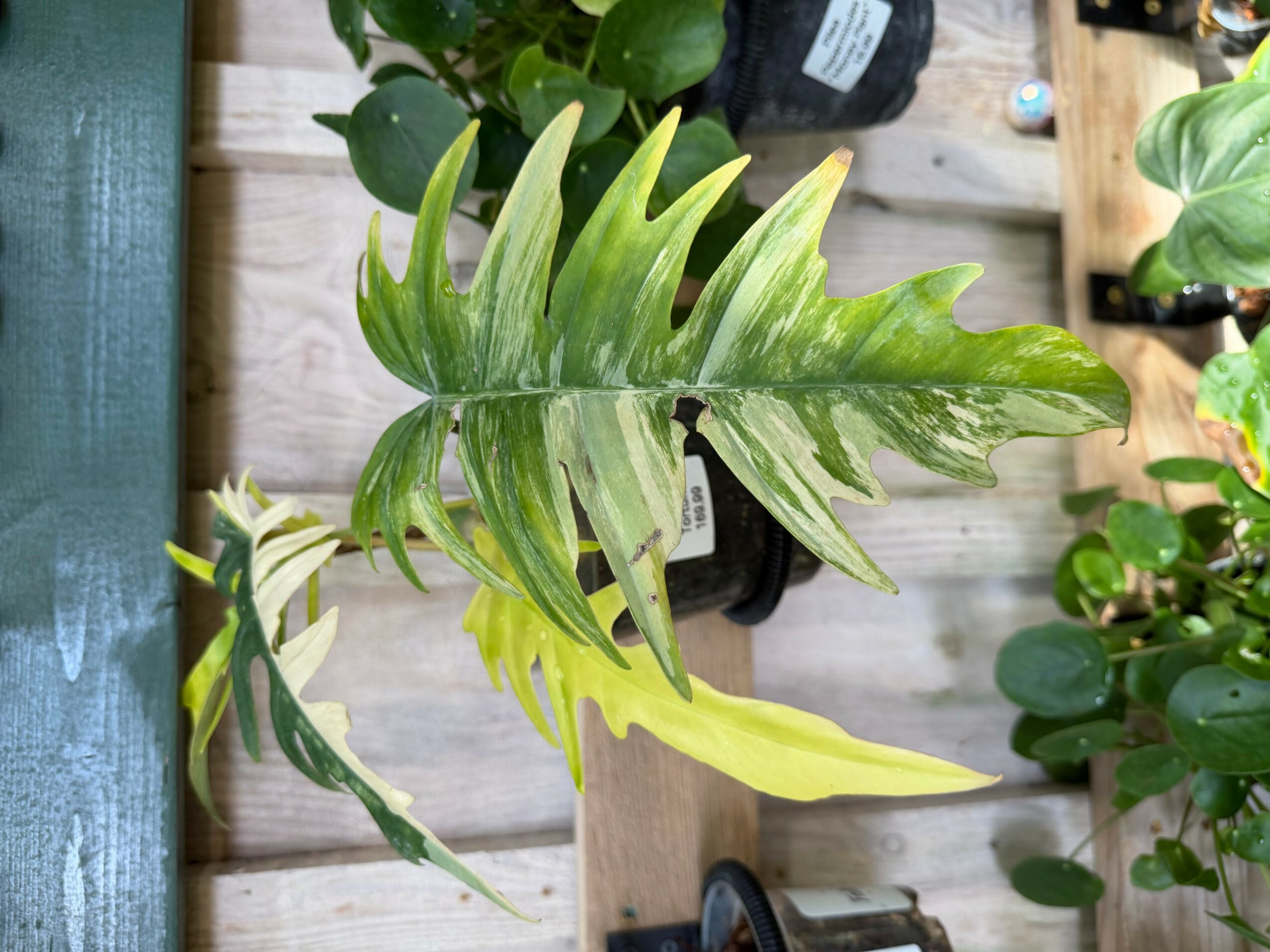 Large green leaf with multiple lobes and a split in the middle, hanging in a plant shop, with other plants and wooden shelves in background.