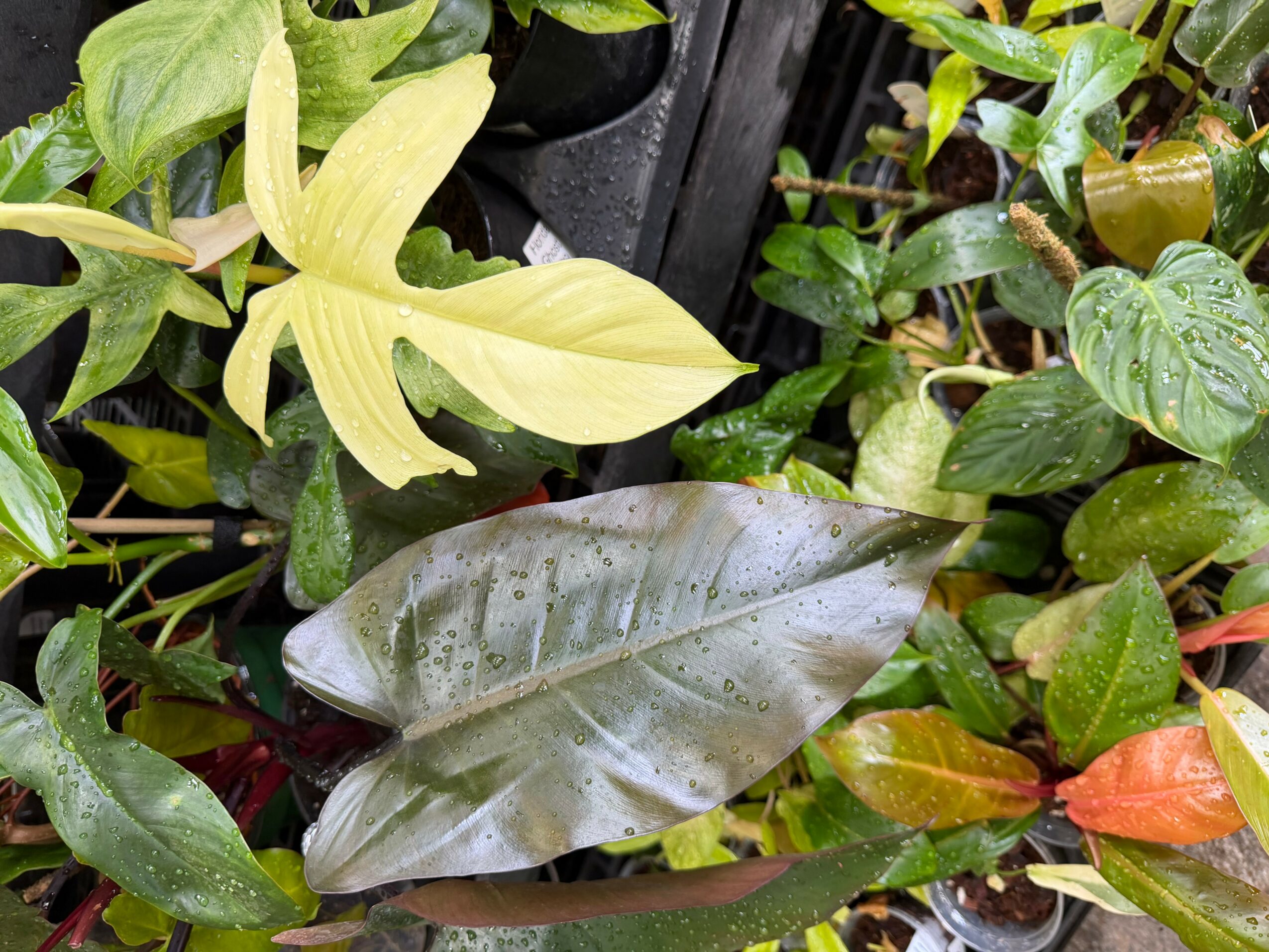 Various green and variegated leaves in a garden setting, some with yellow and reddish hues.