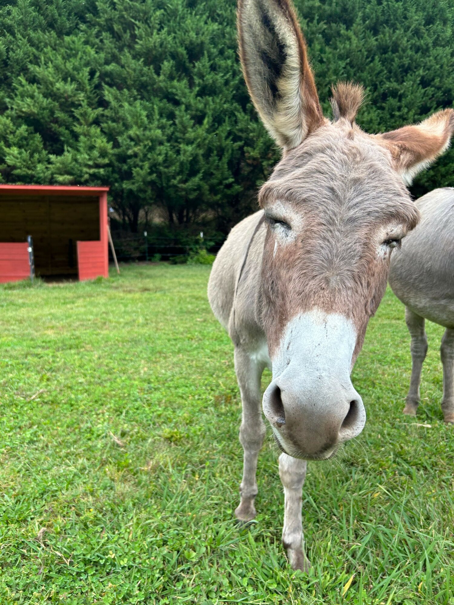 Donkey standing on grass with trees in background and a red structure nearby.