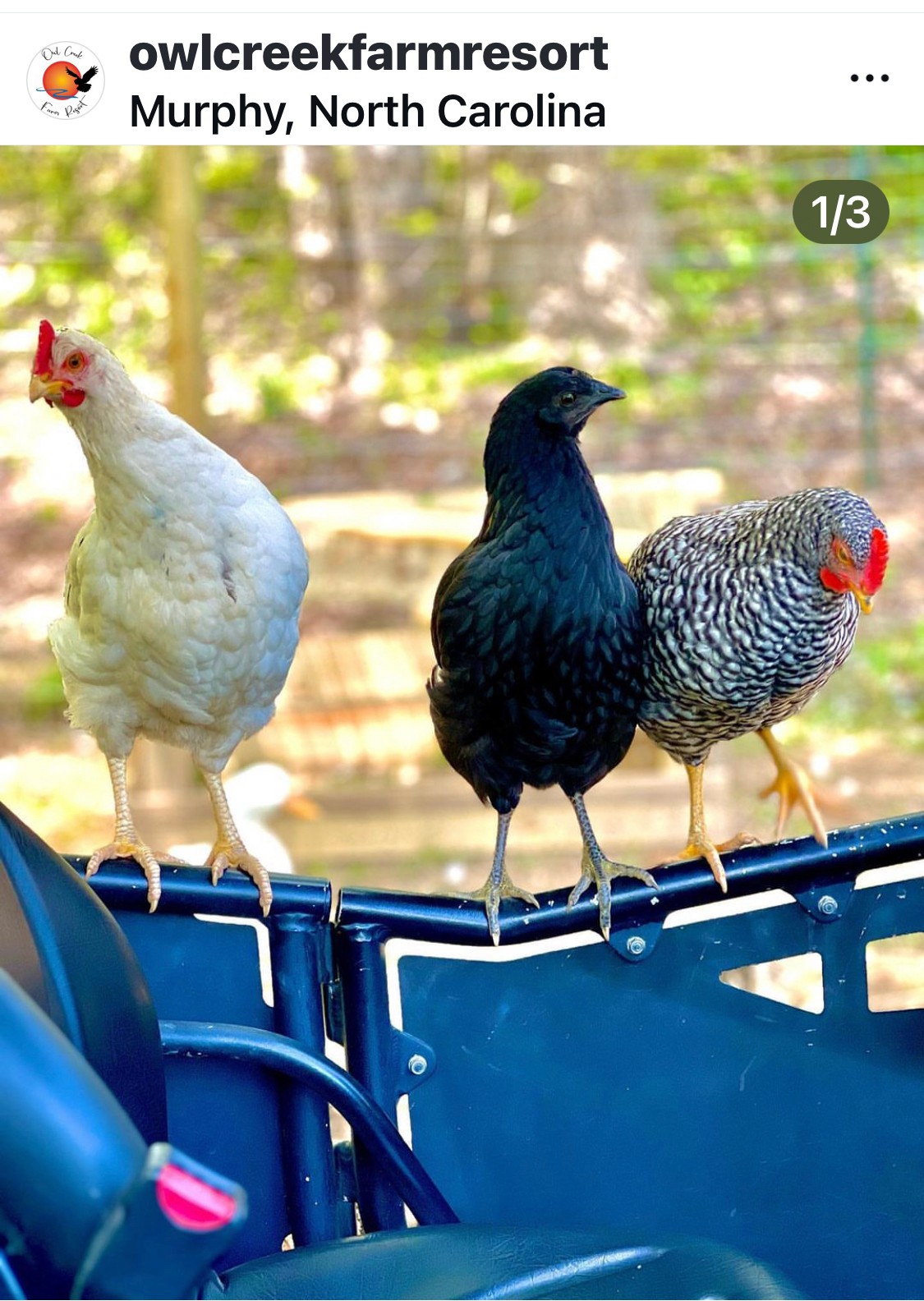 Three chickens standing on a blue surface outdoors with trees in the background.