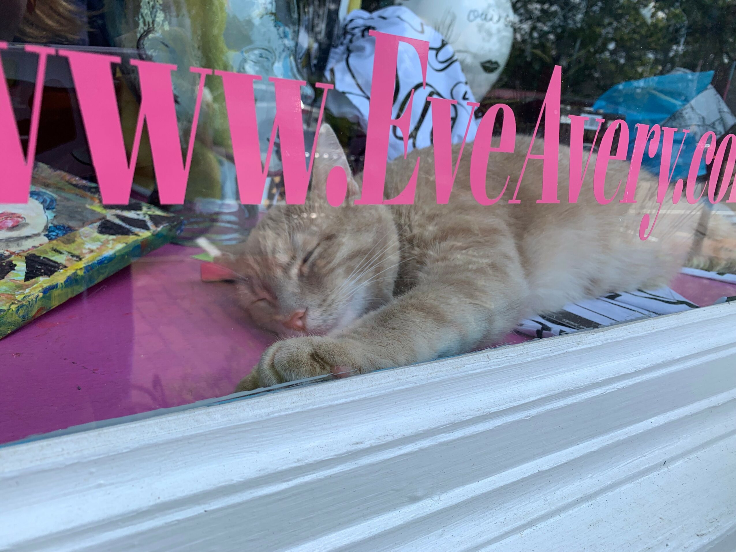 A sleeping cat lying on a pink surface behind a glass window, with colorful objects in the background.