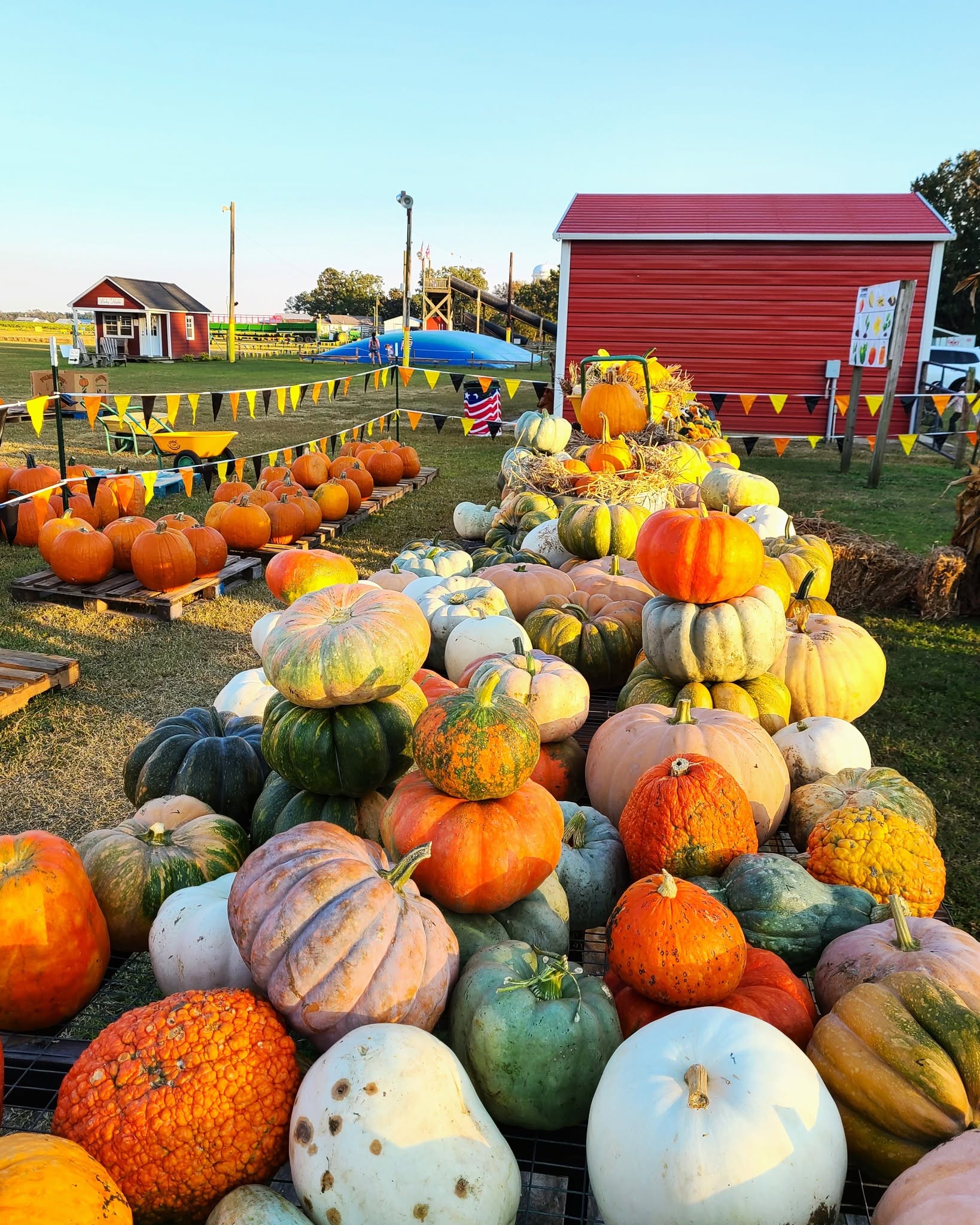 Pumpkins and gourds arranged outdoors with a red barn and small building in the background, under a clear blue sky.