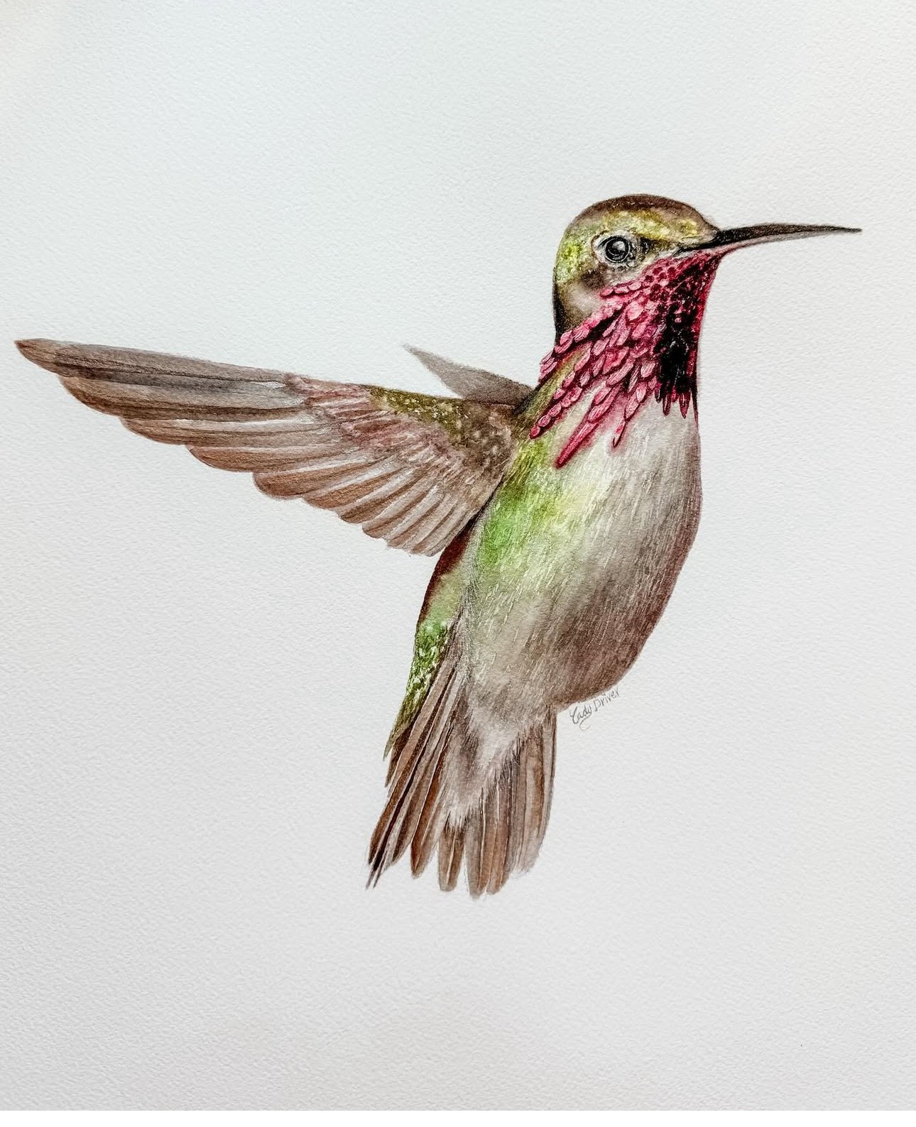 Hummingbird with green, pink, and brown feathers, wings spread, facing right, against a plain background.