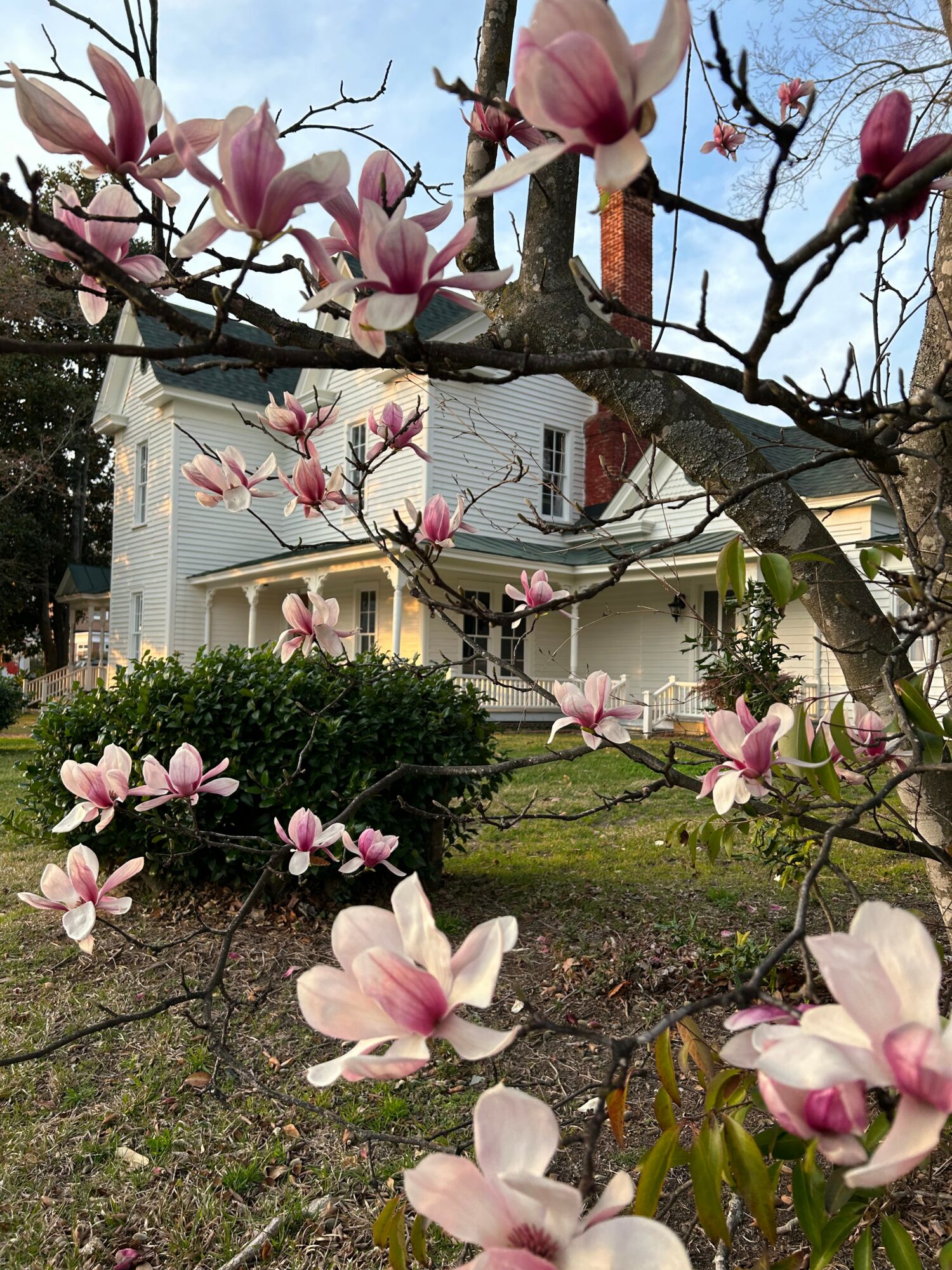 Magnolia tree with pink blossoms in front of a white house with a porch and a garden.