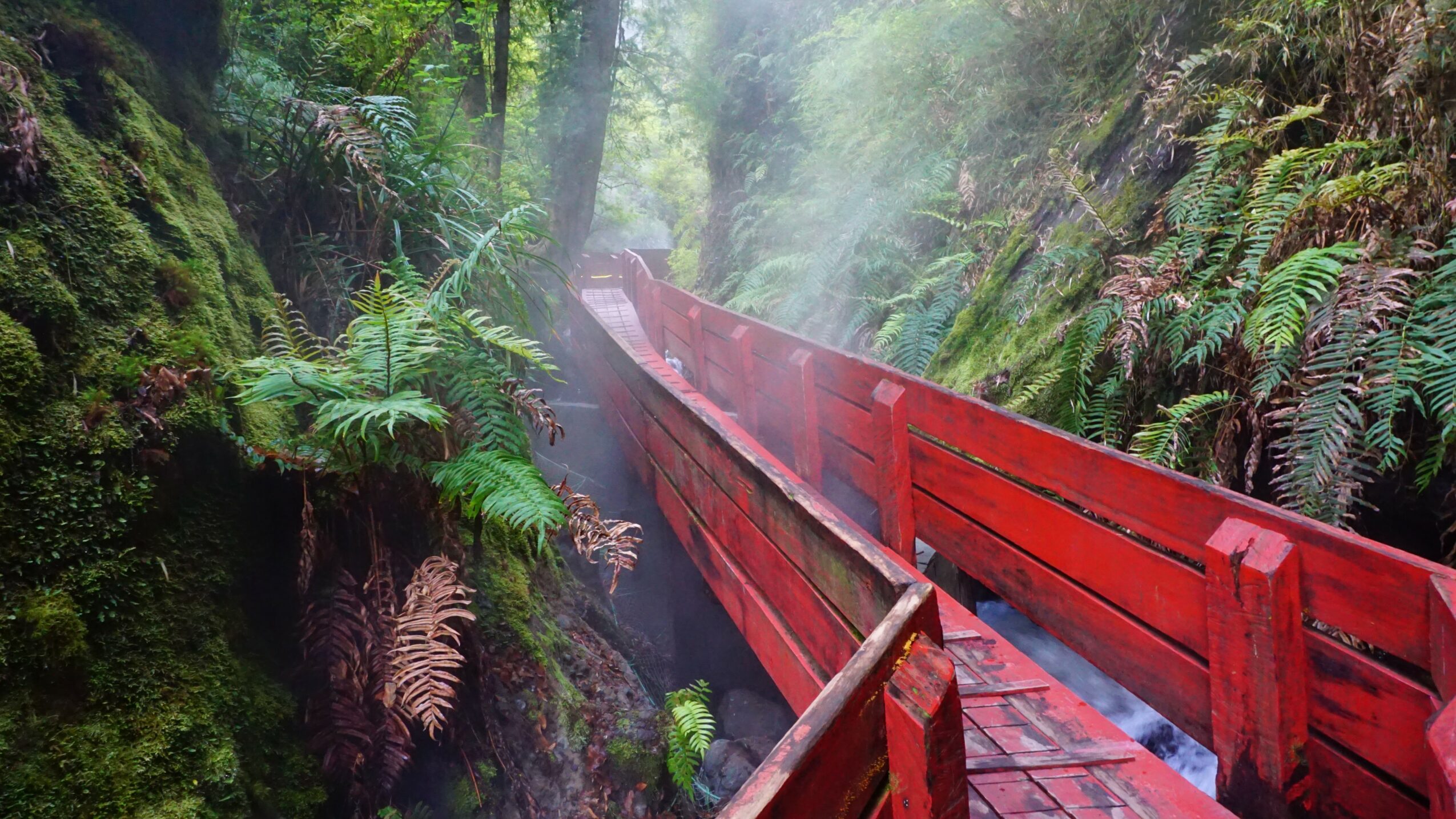Red wooden pathway through lush green forest with ferns and moss, misty atmosphere, and dense foliage.