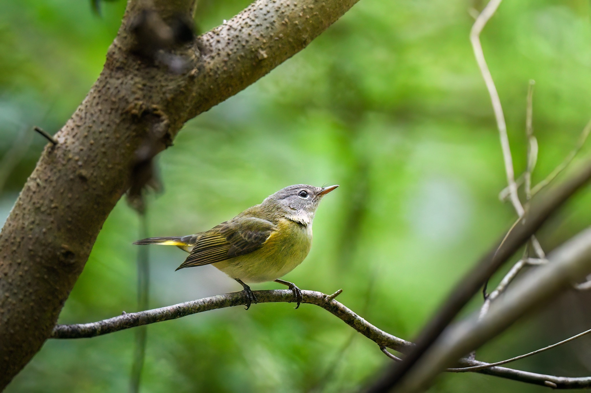 Small bird perched on a thin branch in a green forest setting.