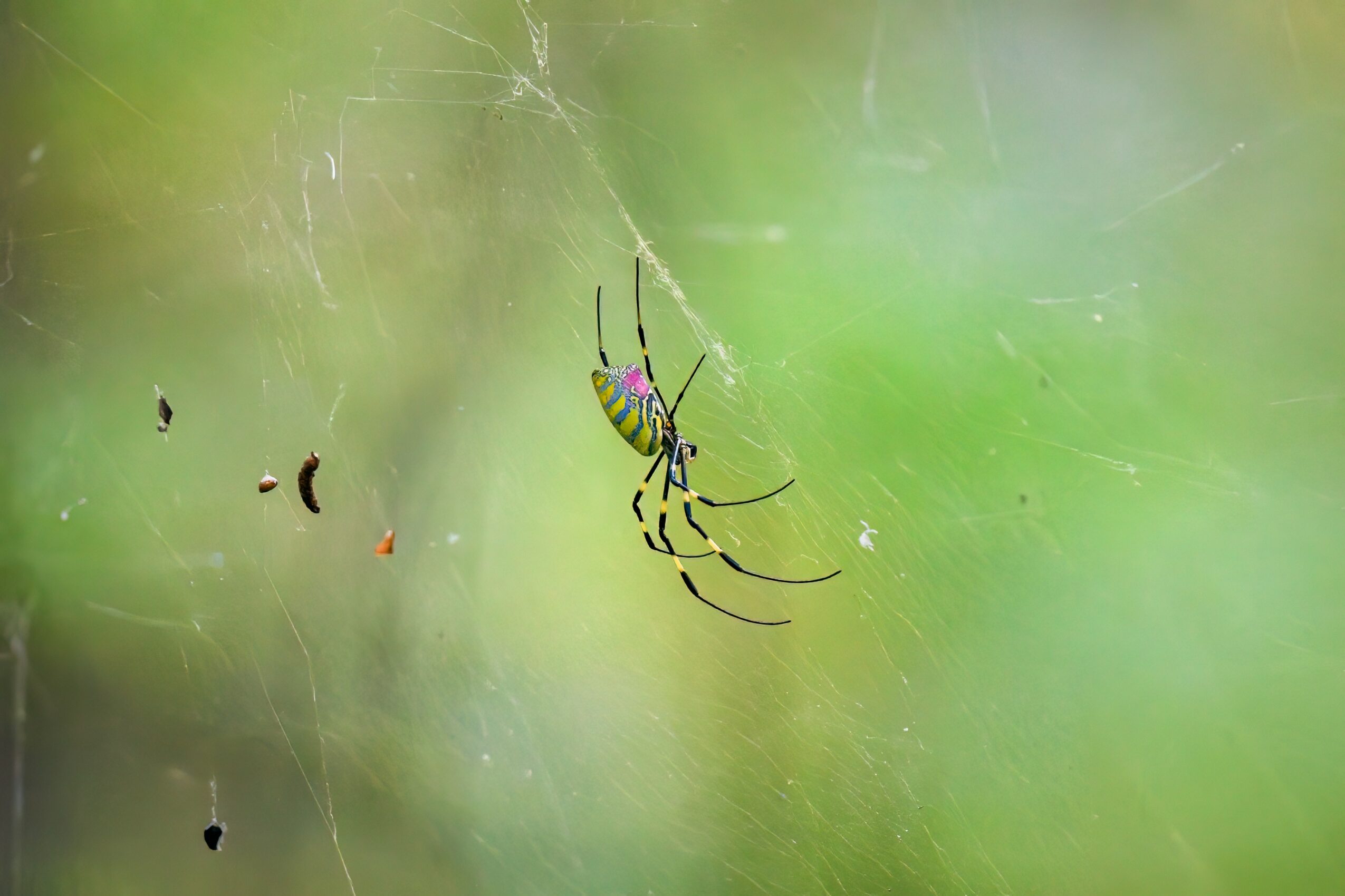 A colorful spider with long legs sits on a web against a green blurred background.
