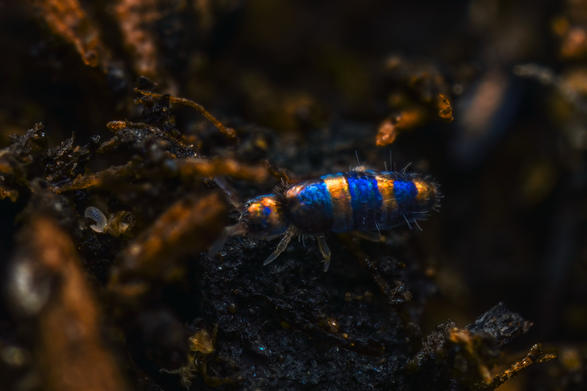 Small blue and orange striped insect on dark soil, surrounded by organic debris, in a natural environment.