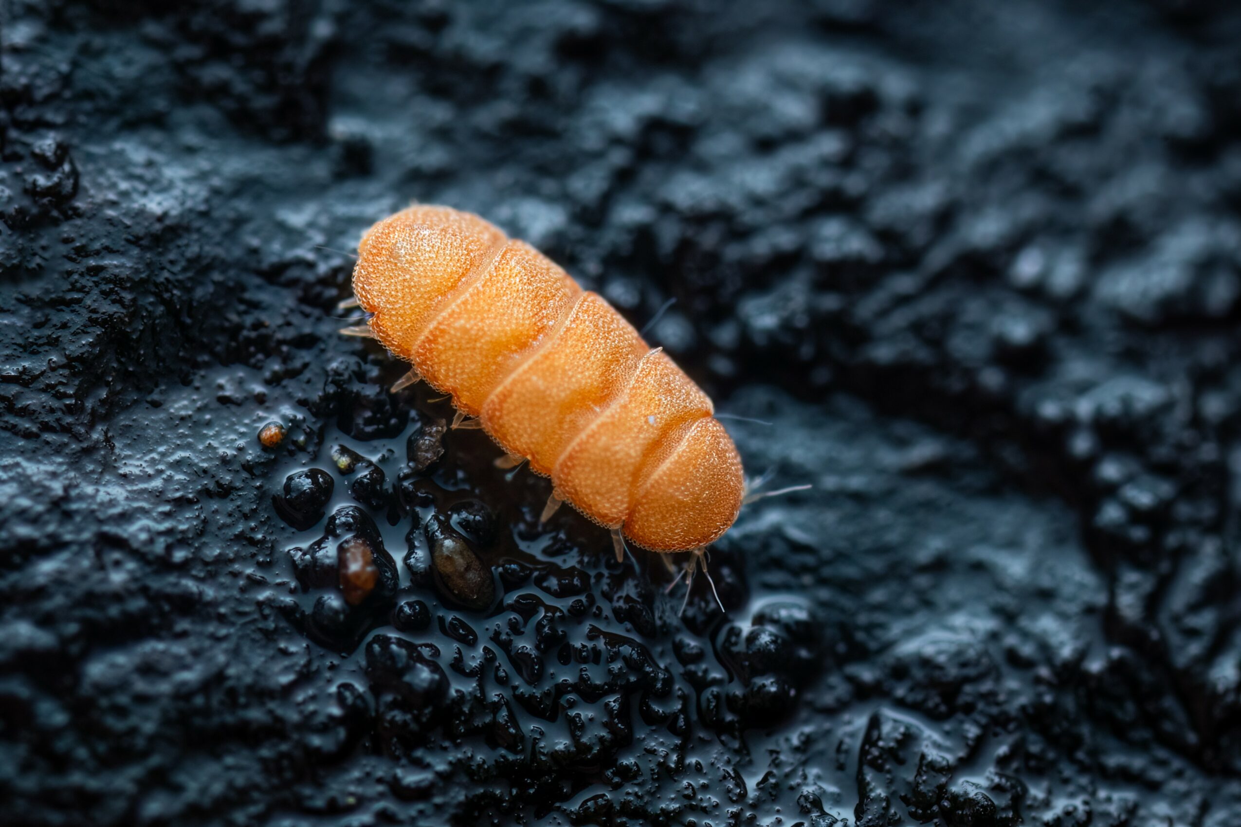 Orange caterpillar on dark textured surface with small black particles, close-up view.