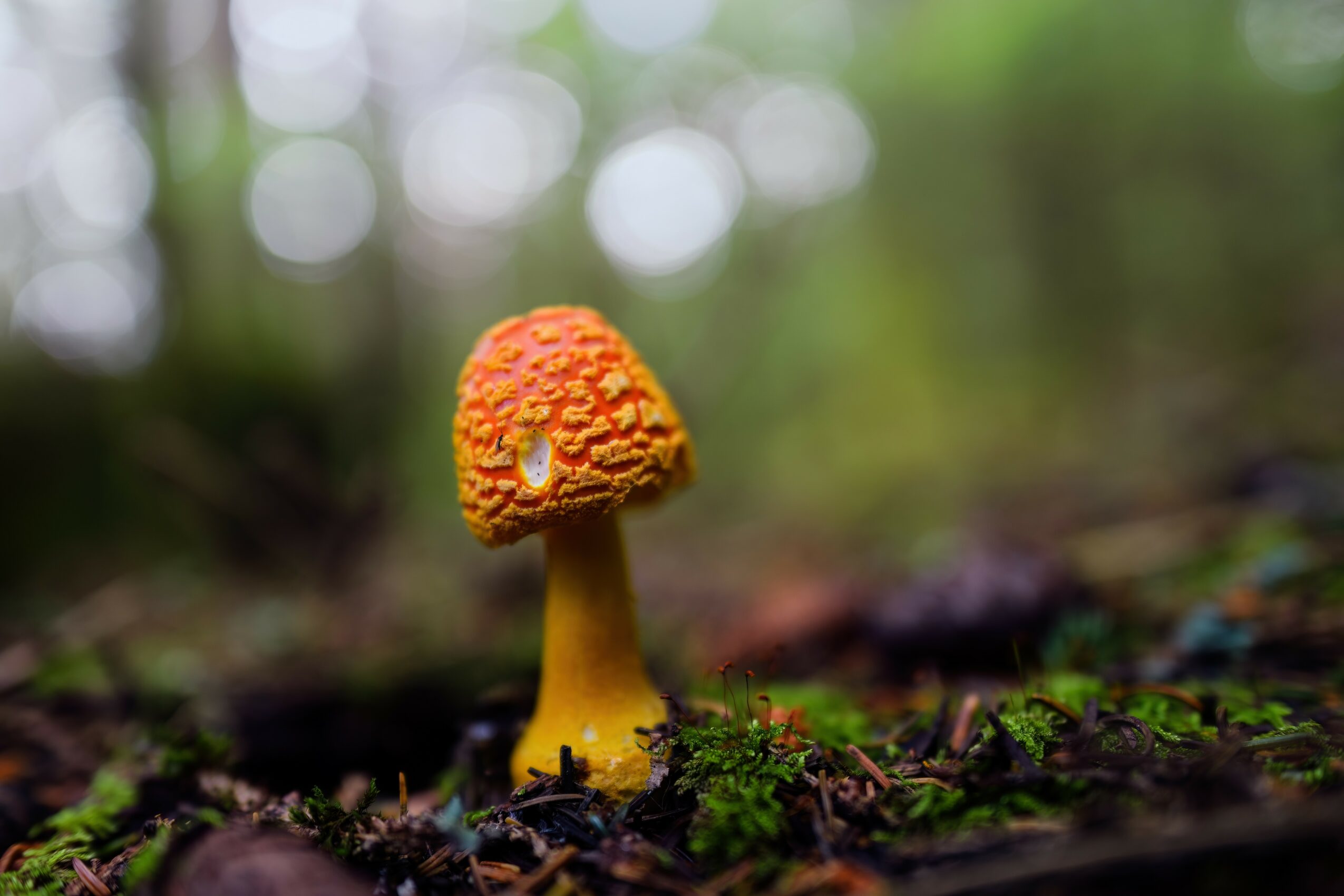 Single orange mushroom with a yellow stem growing on forest floor with green moss and blurred background