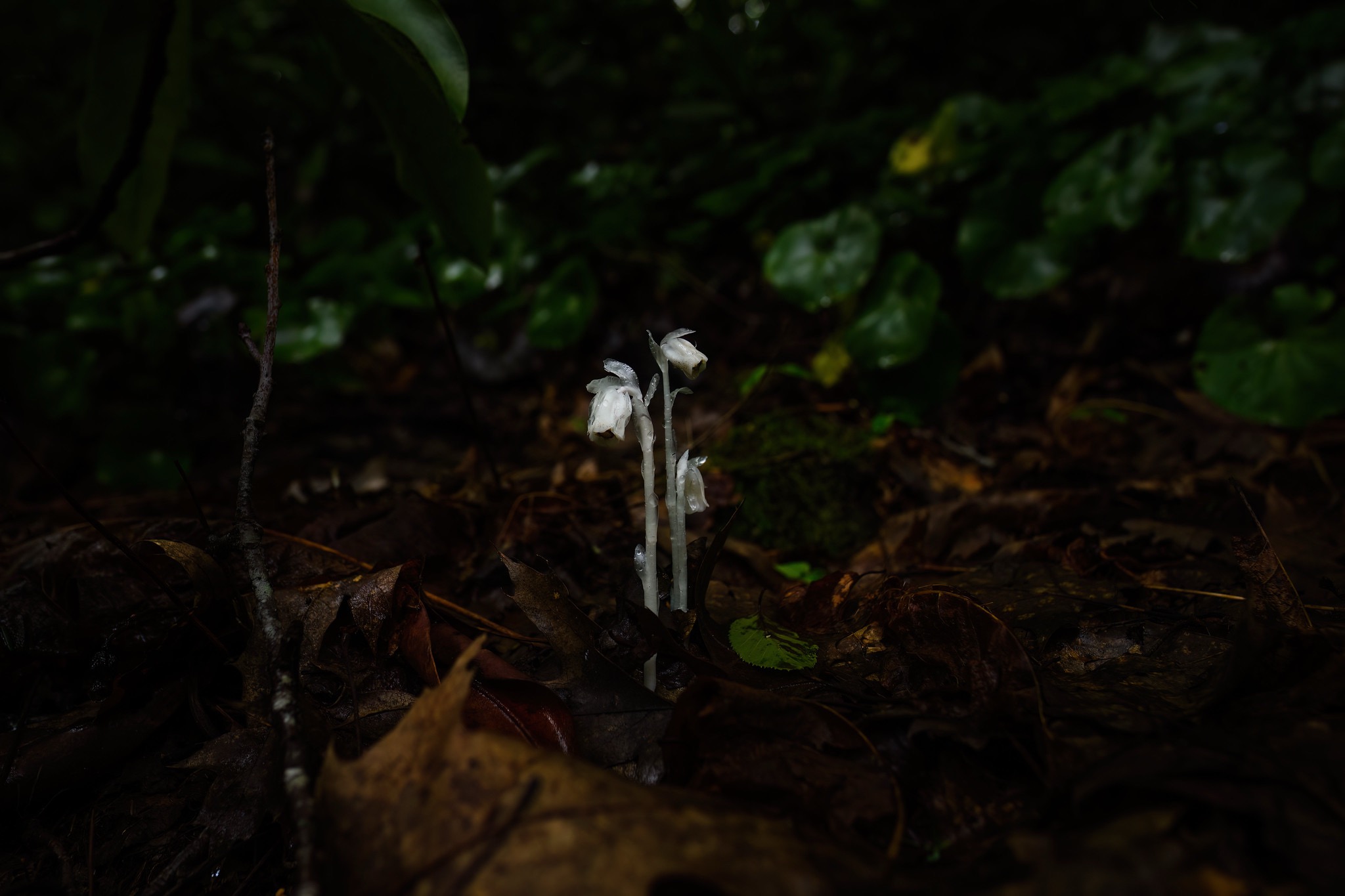 Small white flowers growing among dark brown soil and green foliage, with some leaves visible in the background.