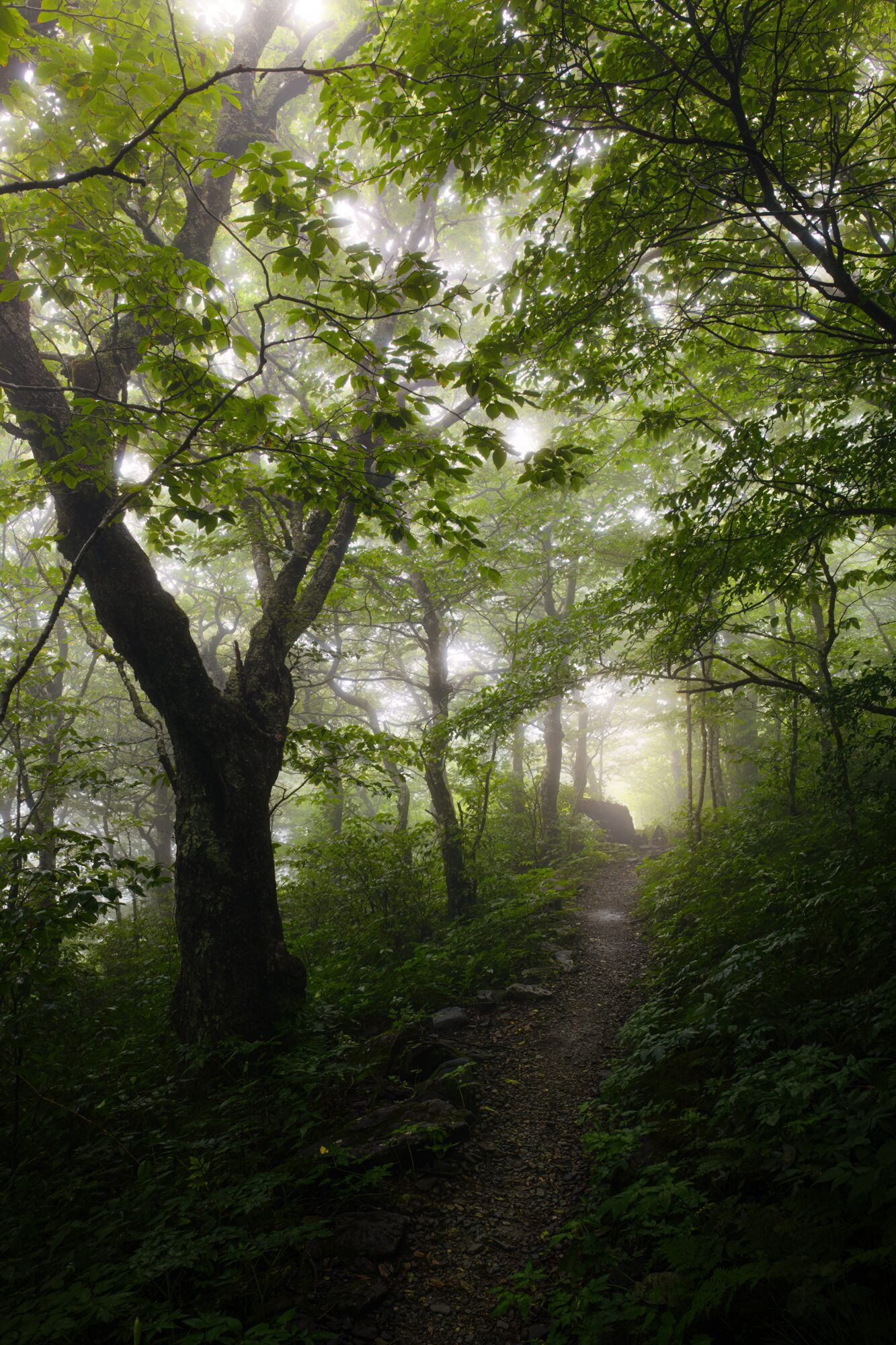 A forest path surrounded by green trees with fog in the background, sunlight filtering through the leaves.