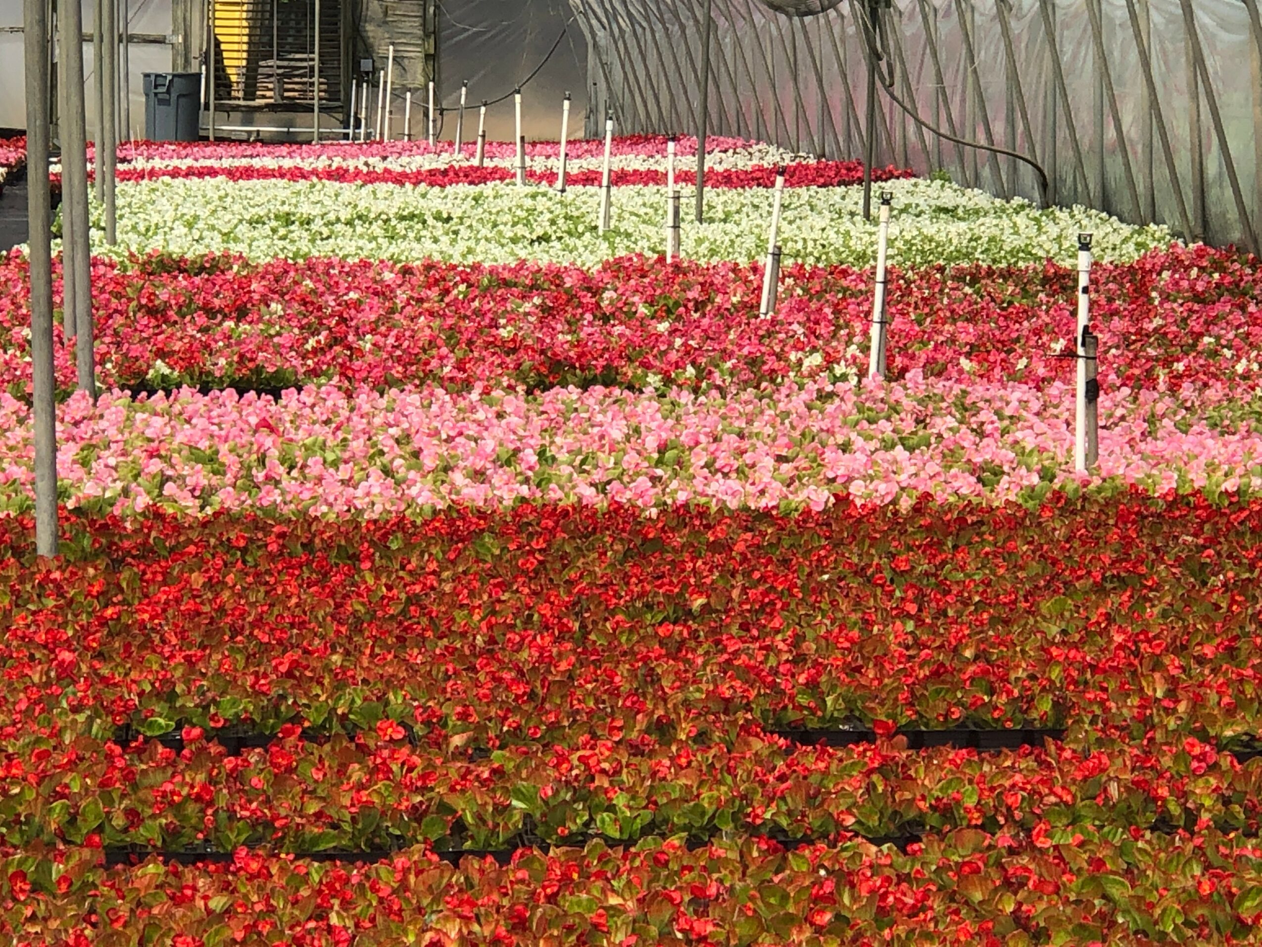 Rows of colorful flowers in a greenhouse or nursery, with support stakes and a curved structure overhead.