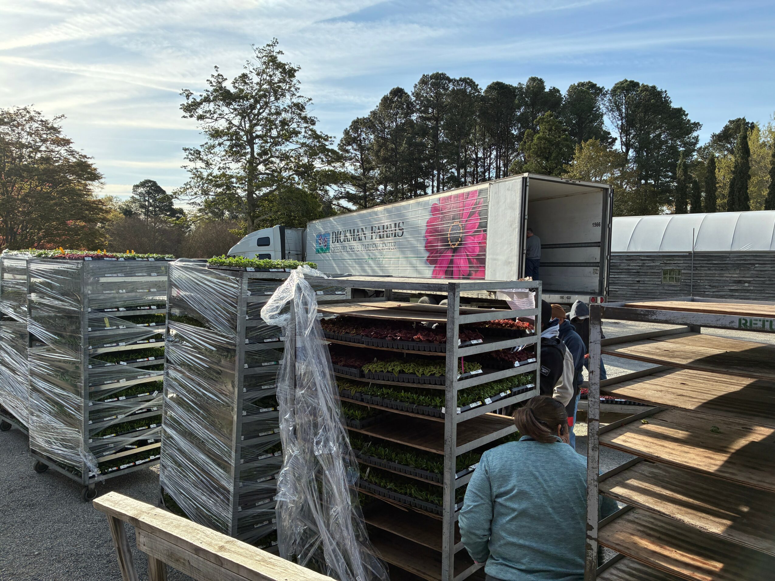 Person in blue jacket stands near metal racks filled with trays of plants outdoors, trees and blue sky in background.