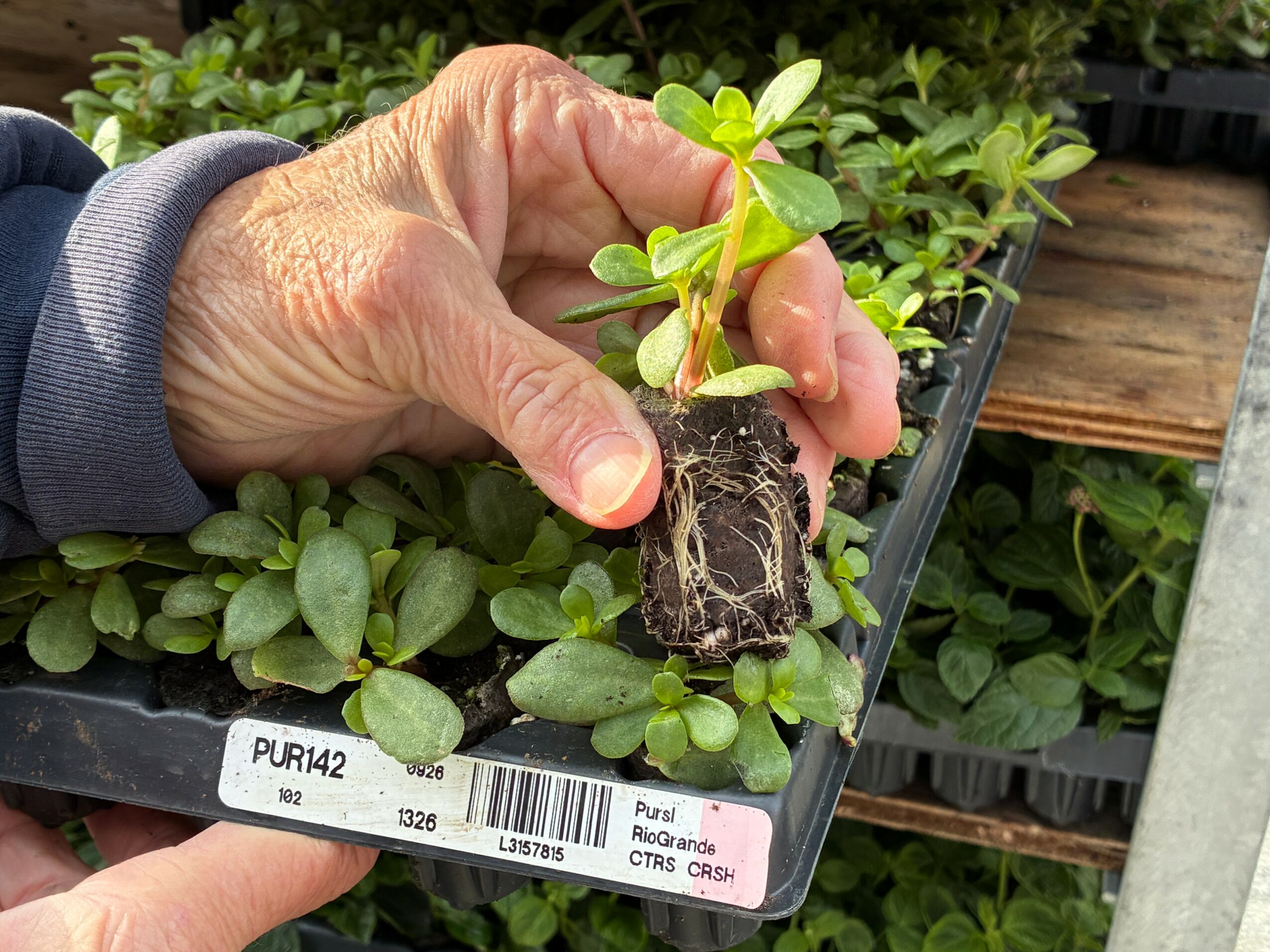 Hand holding a small plant with roots, surrounded by green seedlings in a tray, in a gardening setting.