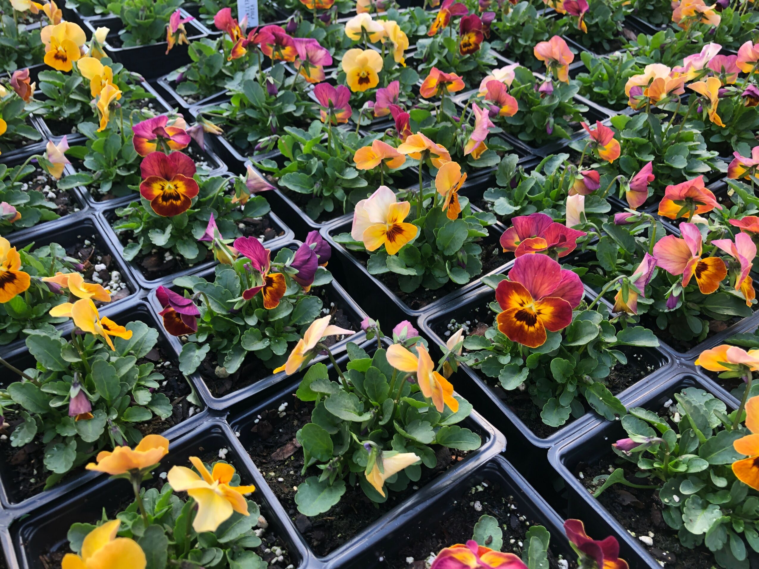 Multiple colorful pansy flowers in black plastic pots, with yellow, pink, purple, and red blooms, arranged in rows.